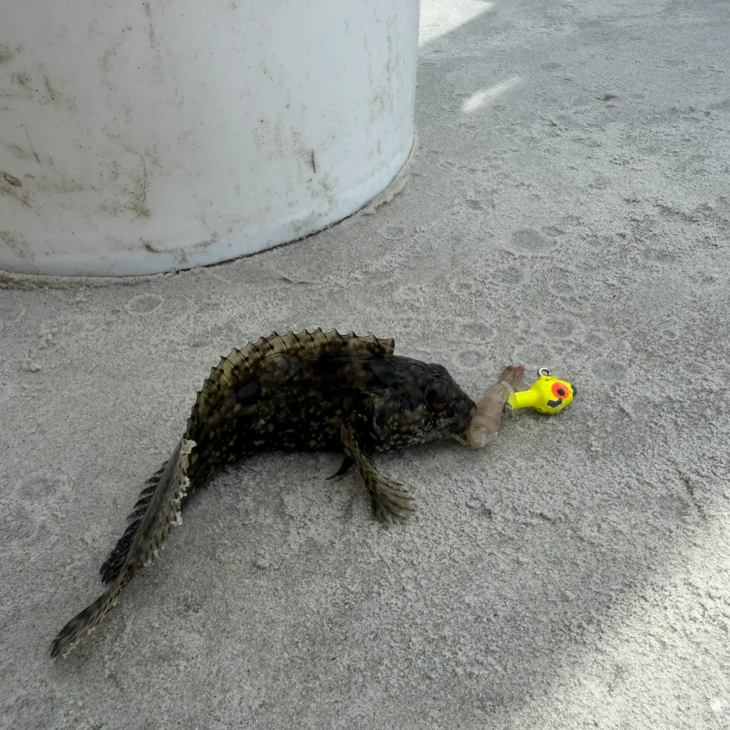 Florida blenny caught on Fishbrain