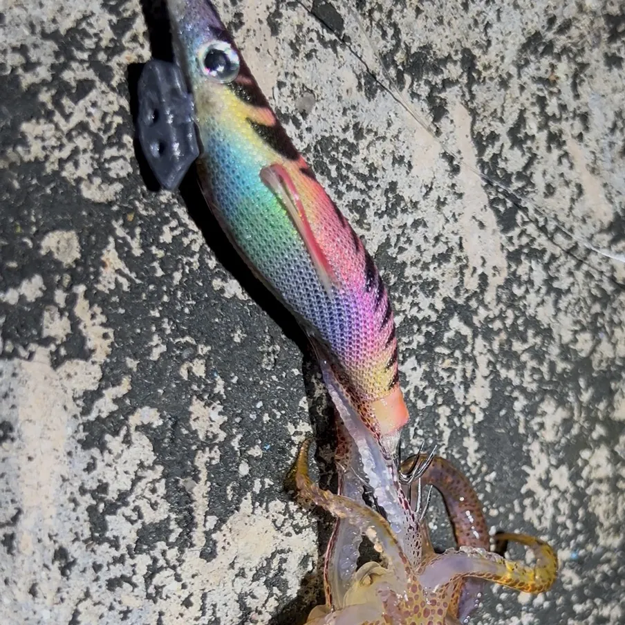 The most recent Longfin inshore squid catches on Fishbrain