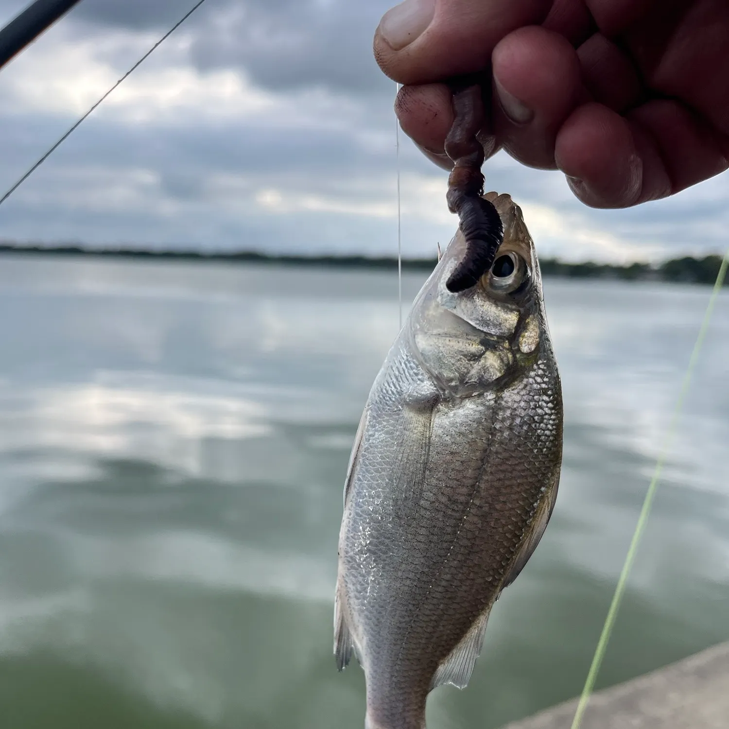 White perch caught on Fishbrain