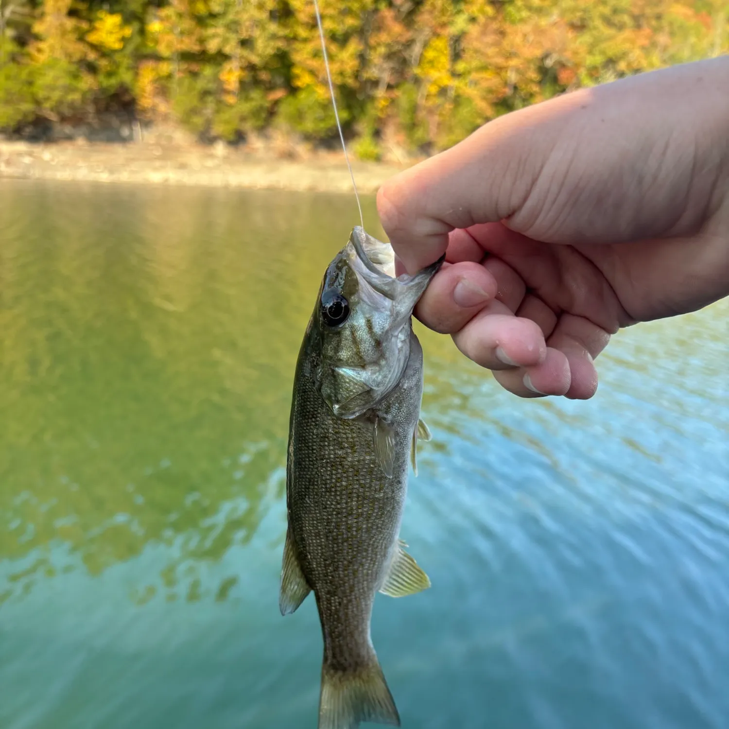 Smallmouth bass caught on Fishbrain