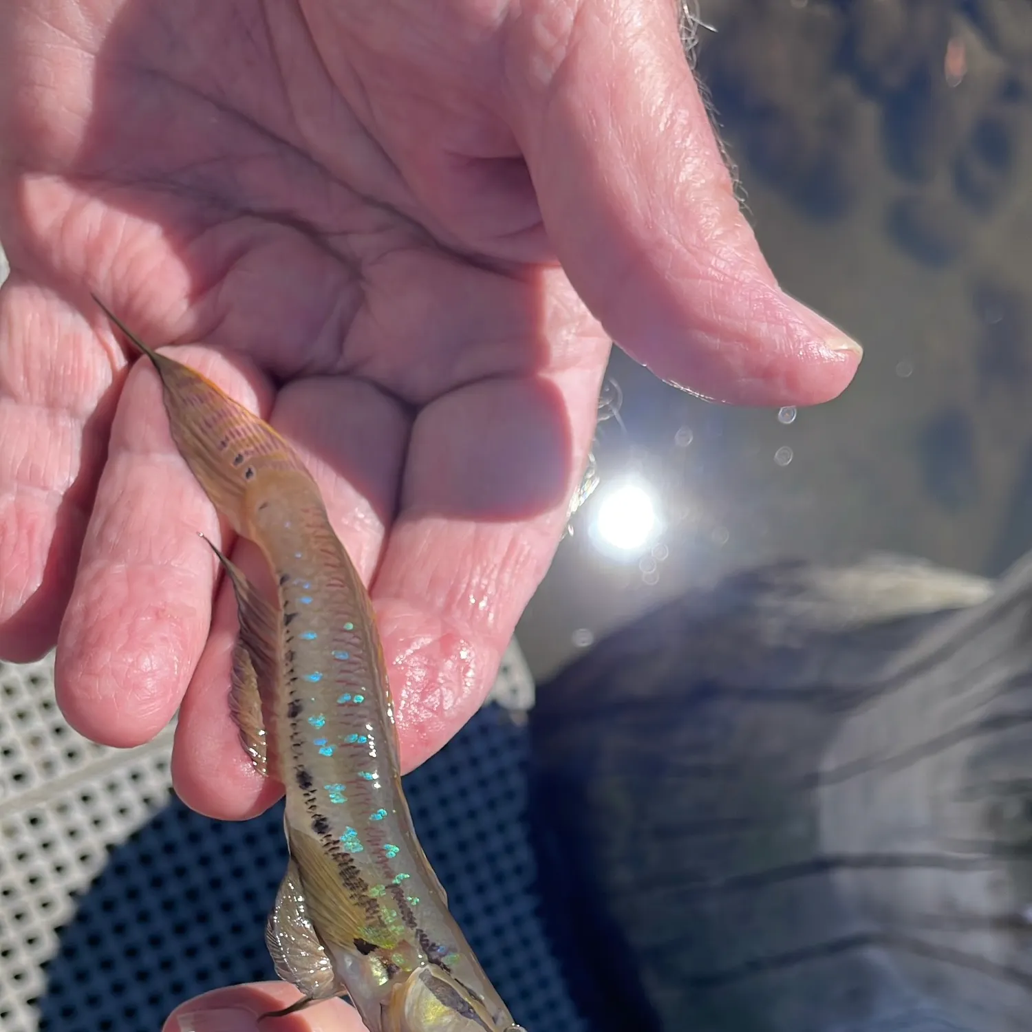 The most popular recent Frogface goby catch on Fishbrain