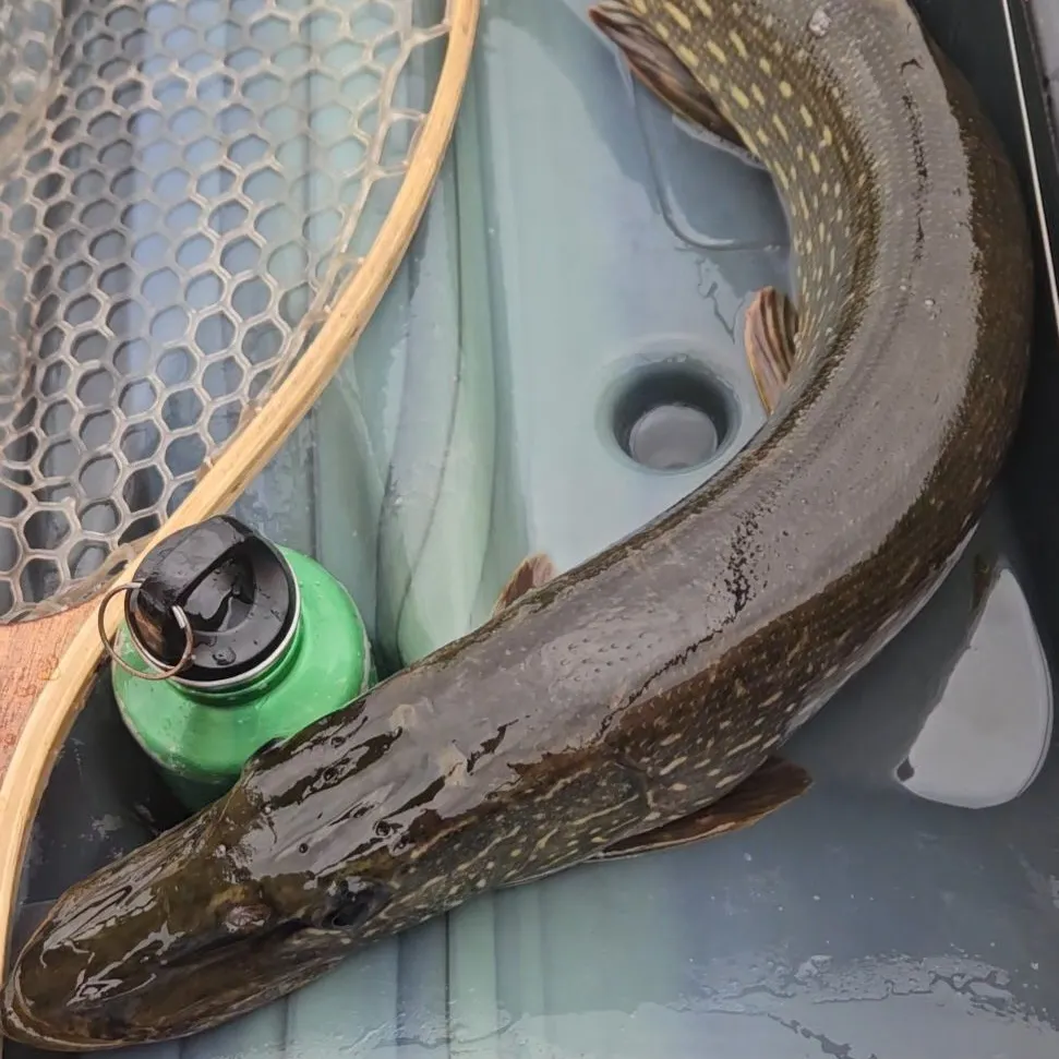 Northern pike caught on Fishbrain