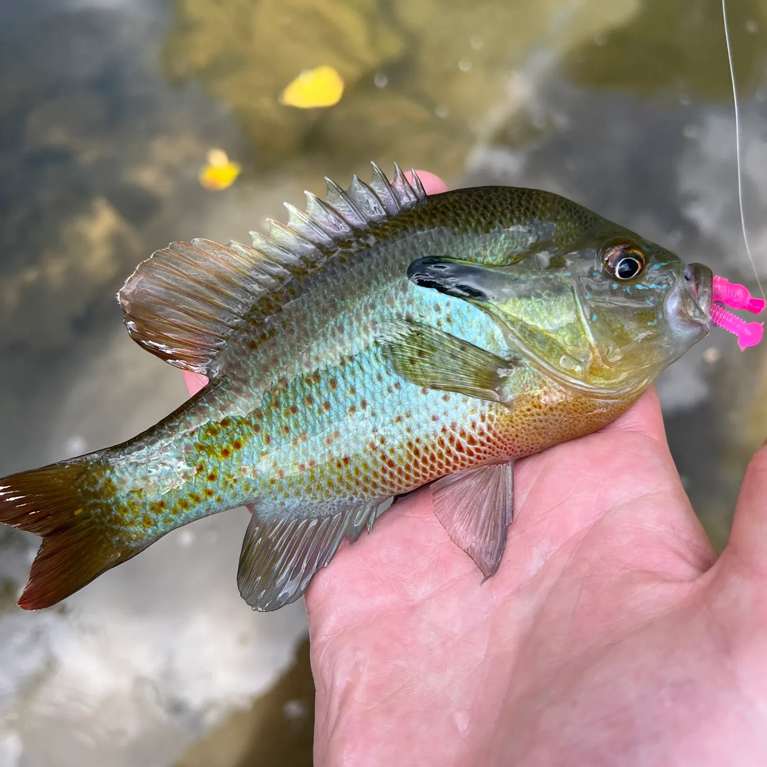 Redbreast sunfish caught on Fishbrain
