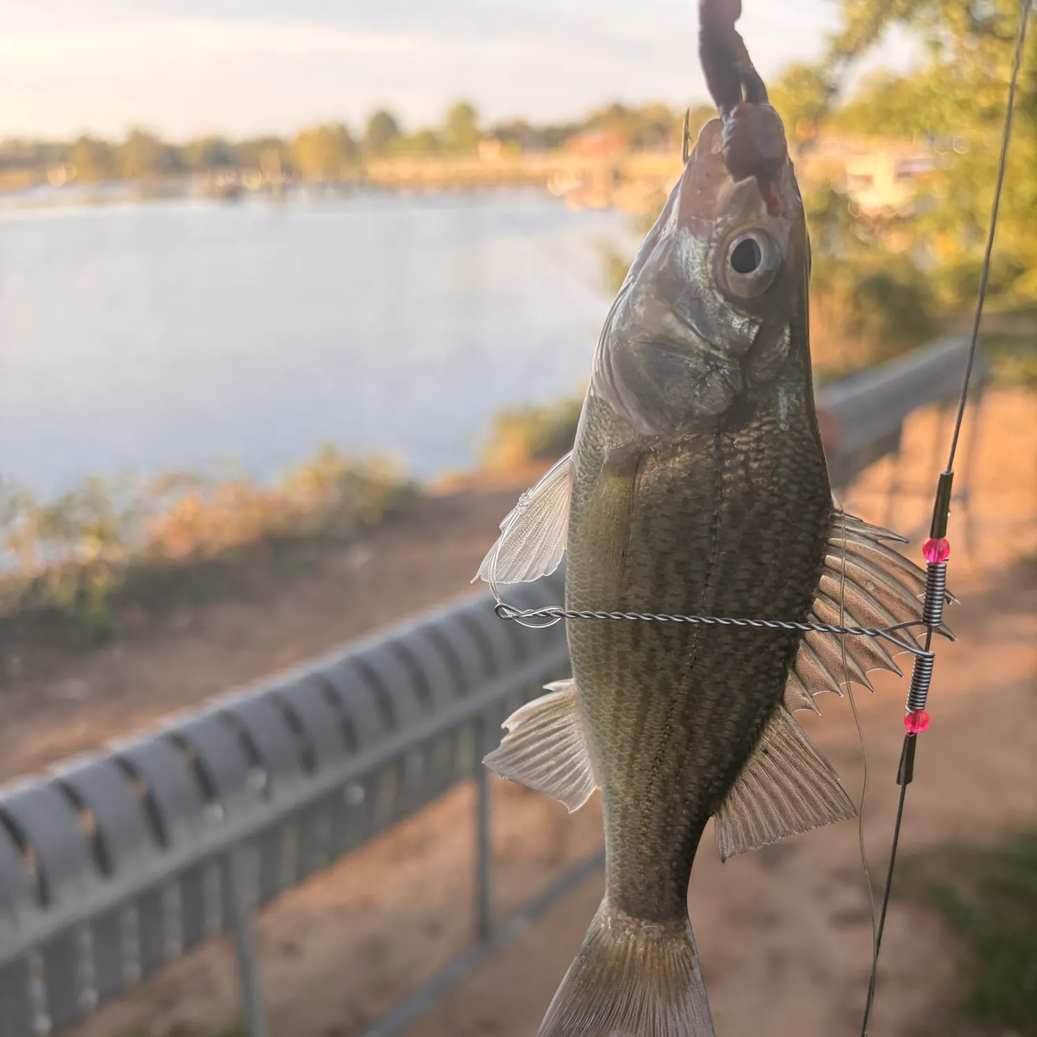 White perch caught on Fishbrain