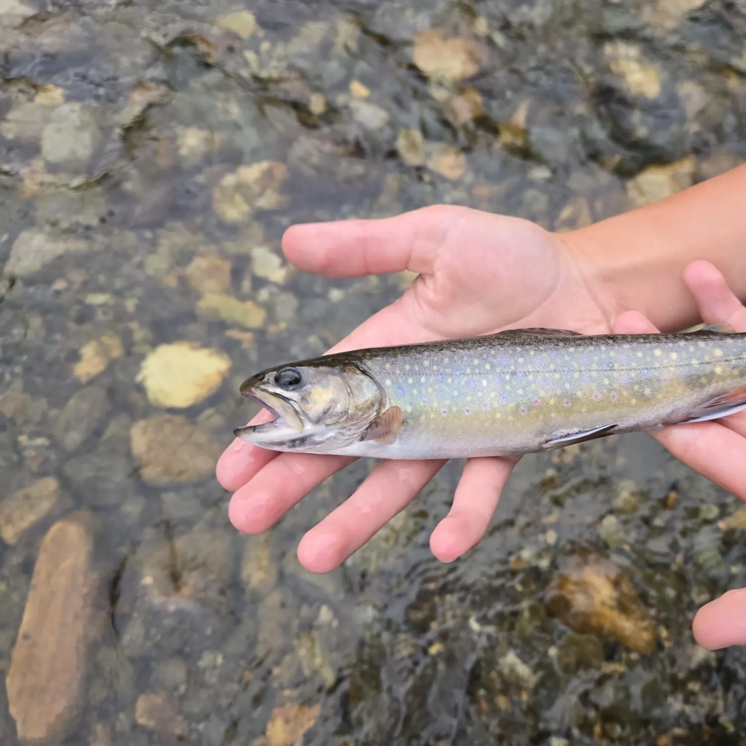 Brook trout caught on Fishbrain