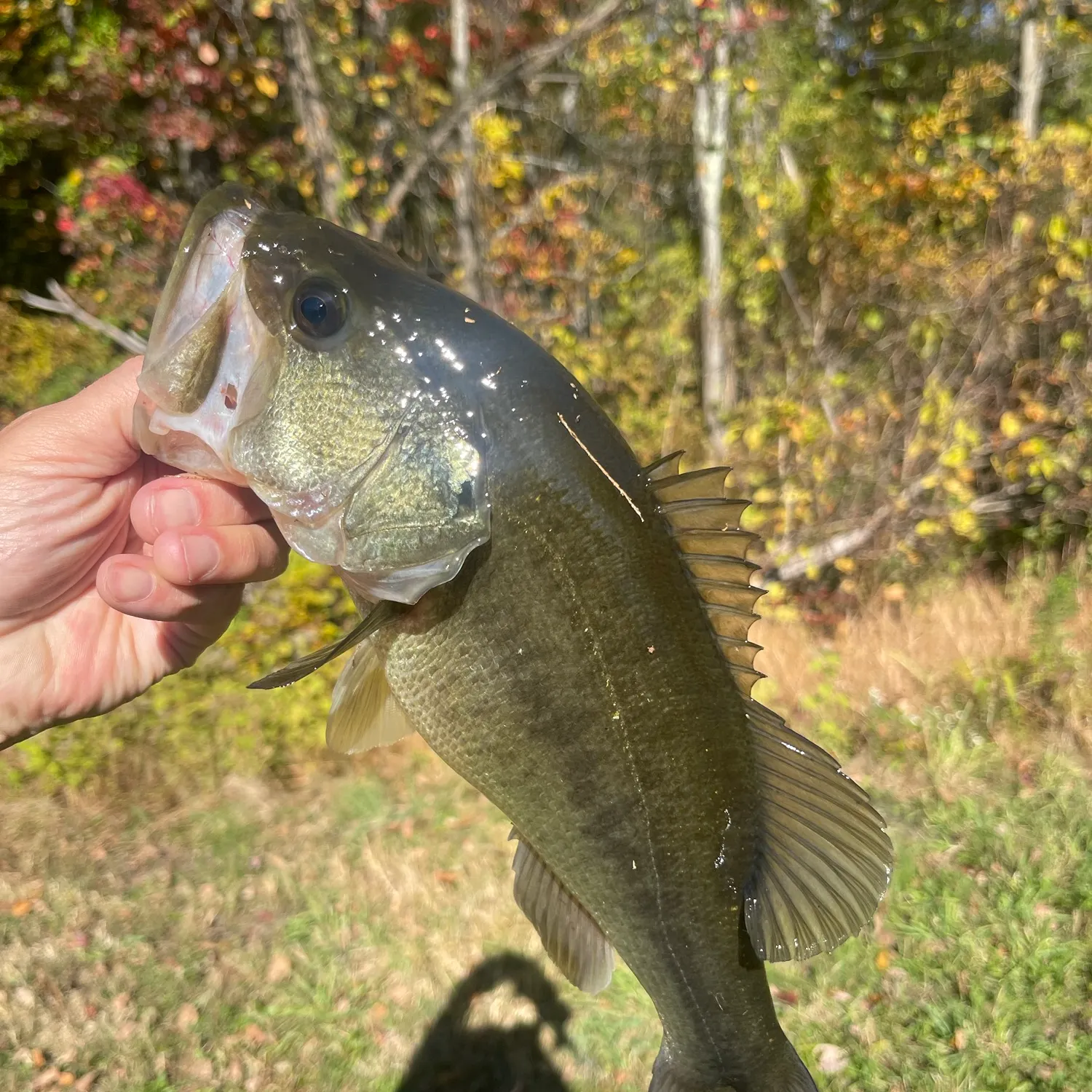 Largemouth bass caught on Fishbrain
