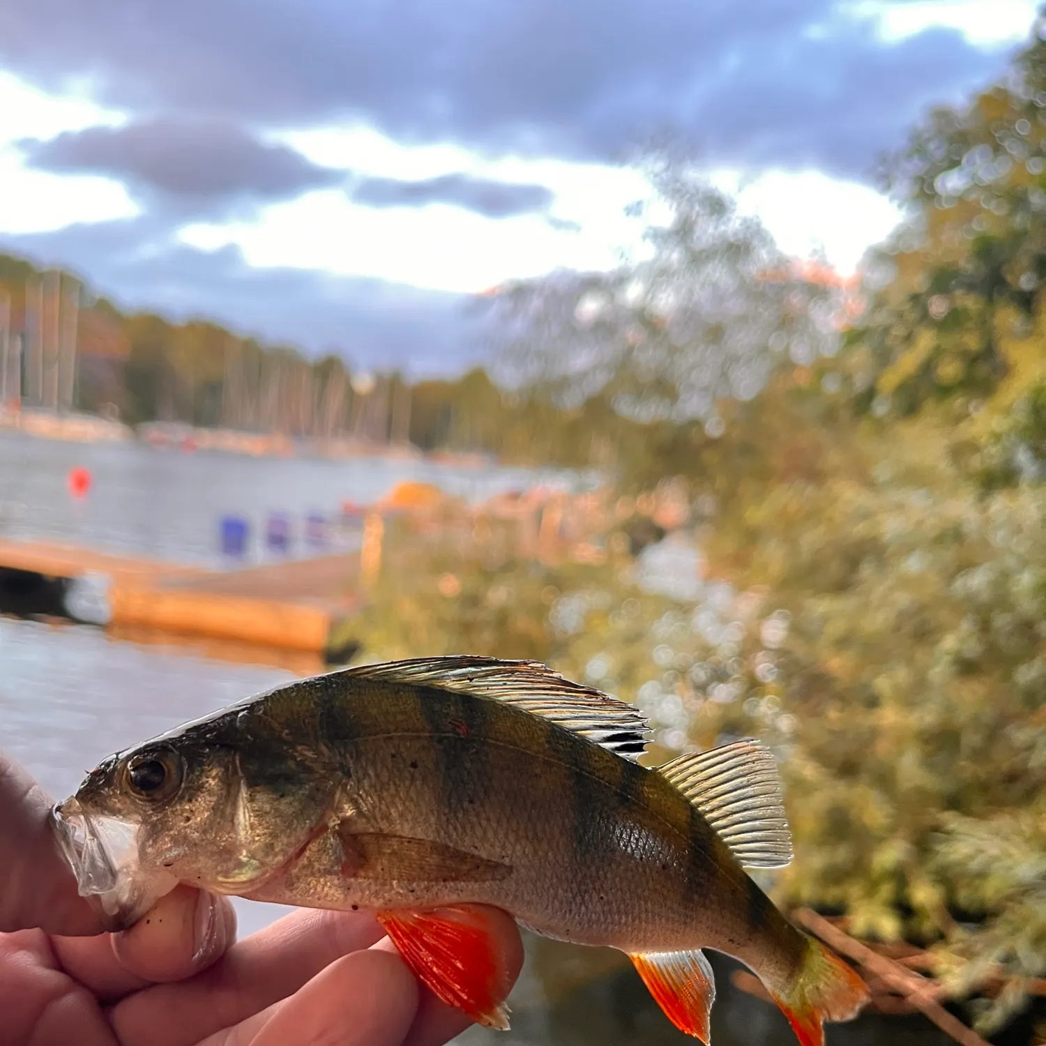European perch caught on Fishbrain