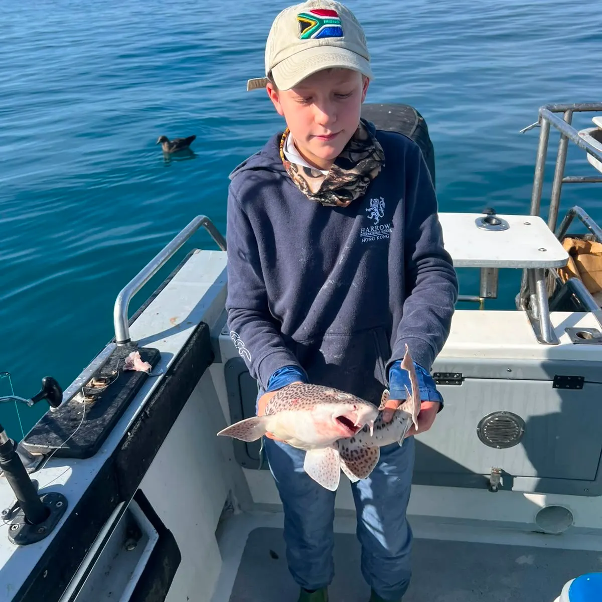 Leopard catshark caught on Fishbrain