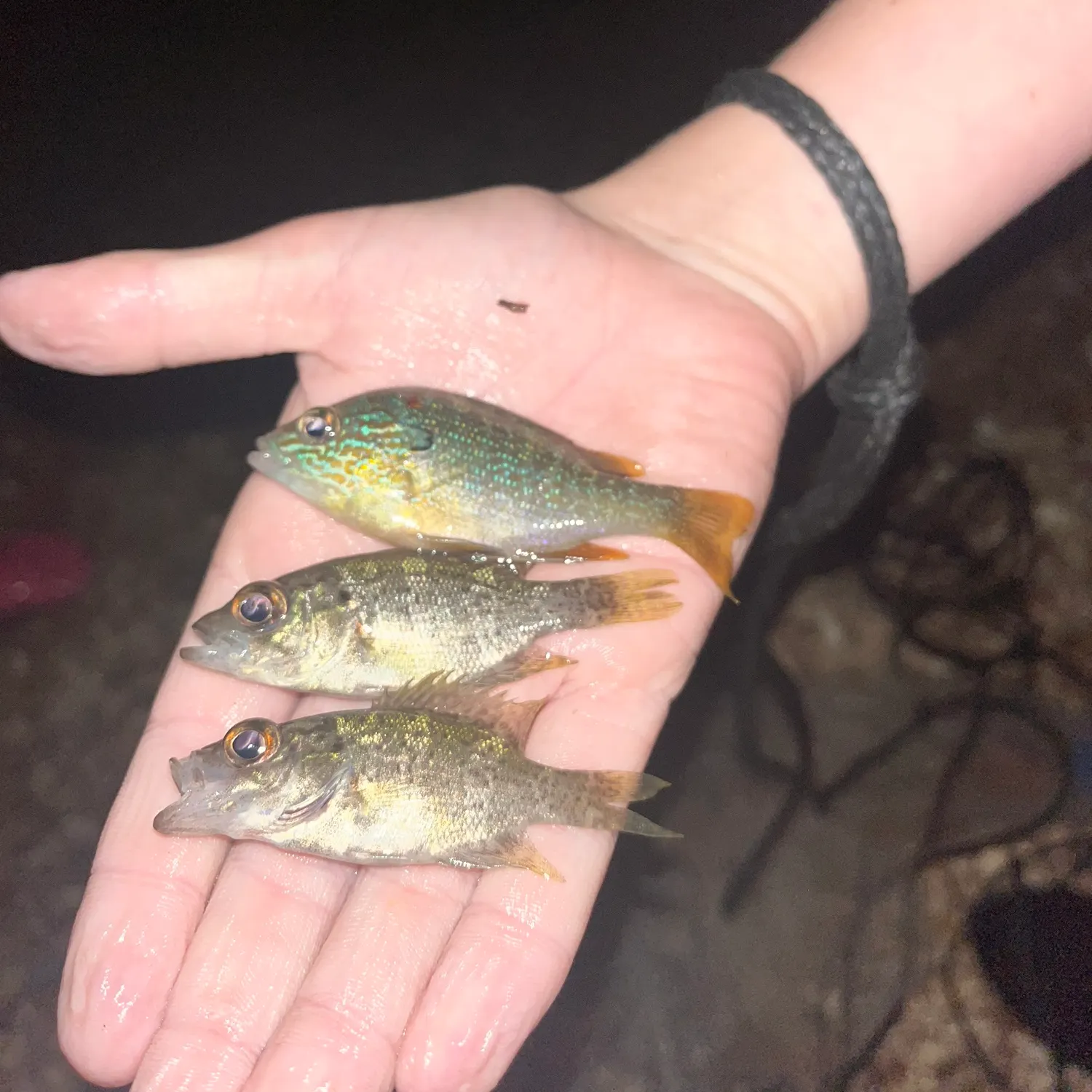 Green sunfish caught on Fishbrain
