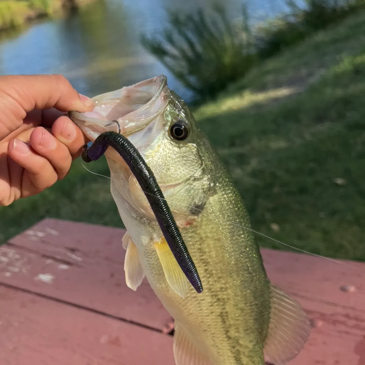 Largemouth bass caught on Fishbrain