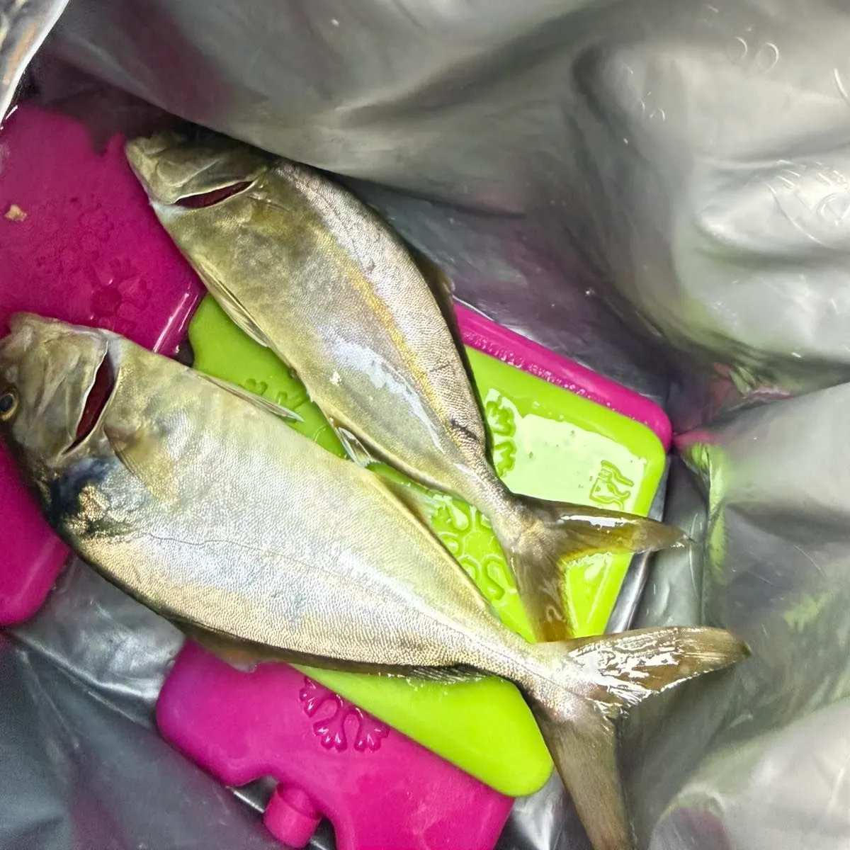 Leerfish caught on Fishbrain