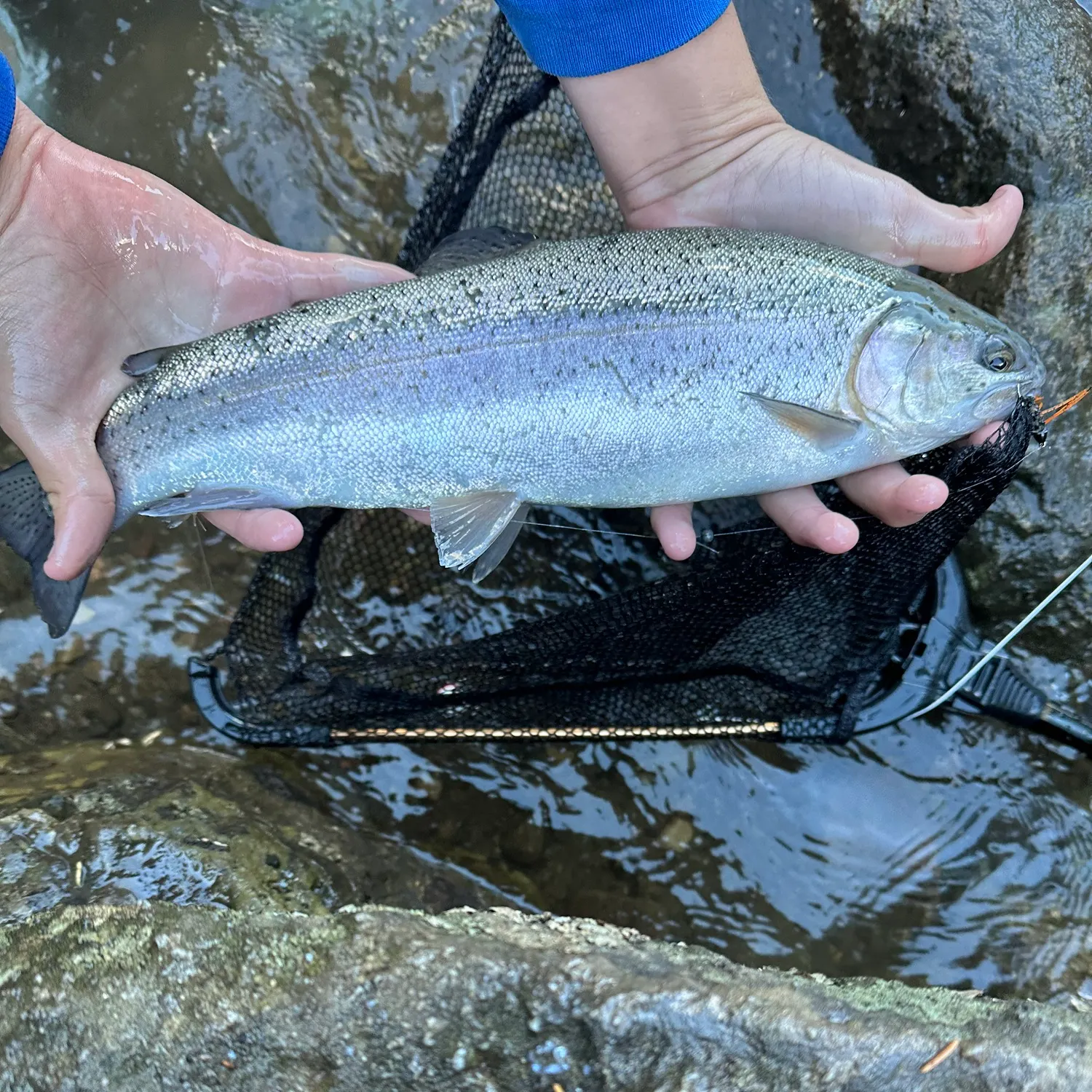 Rainbow trout caught on Fishbrain