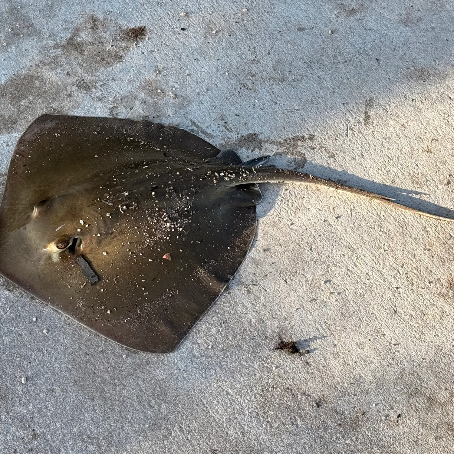 Southern stingray caught on Fishbrain