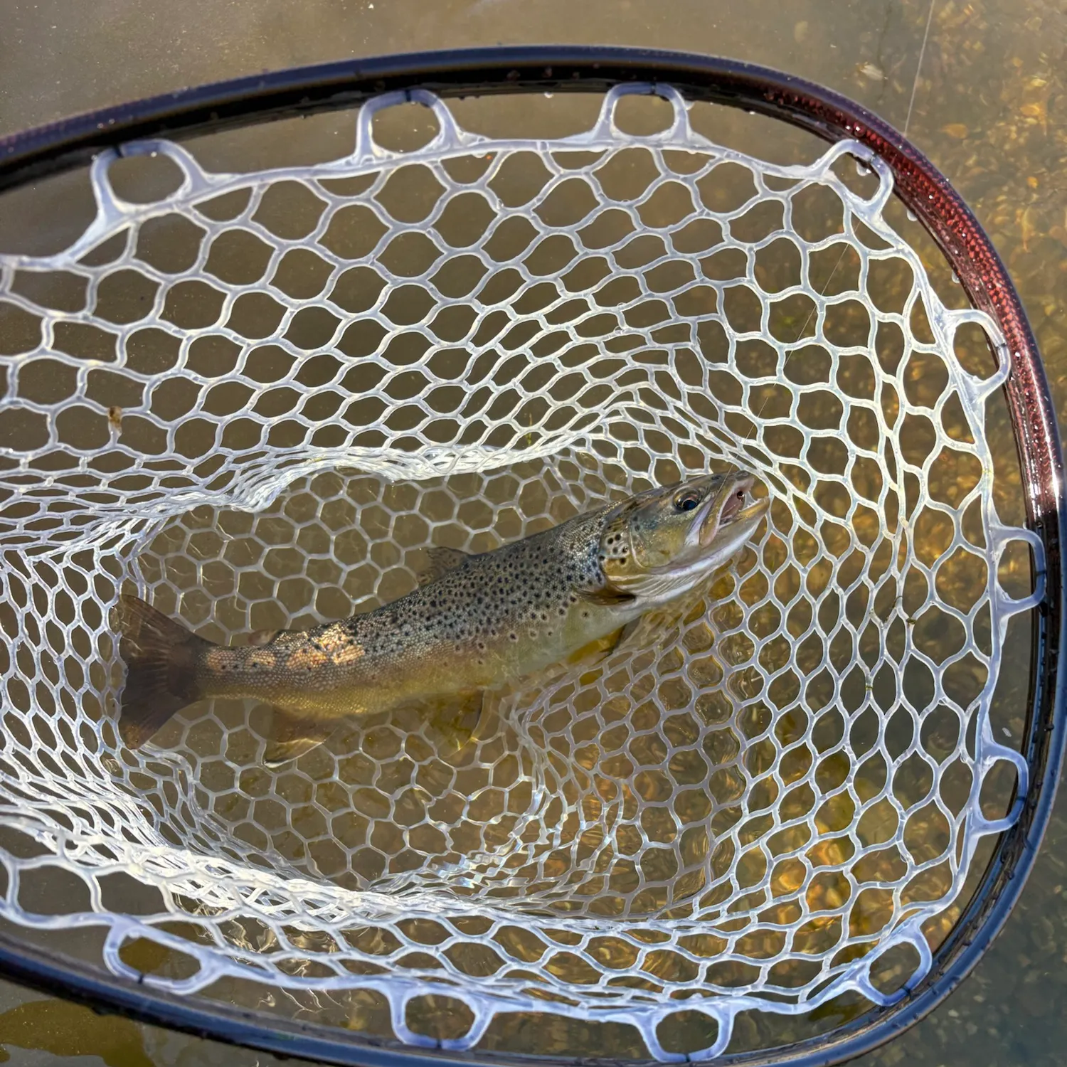 Brown trout caught on Fishbrain