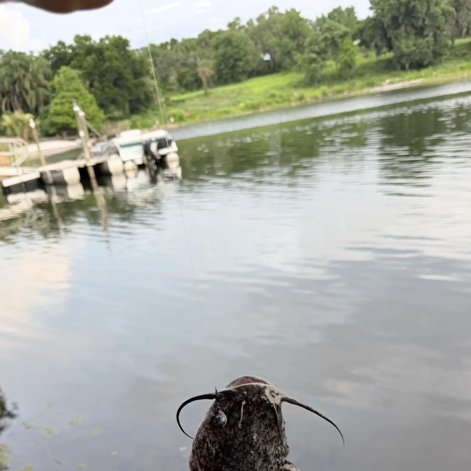 The most recent Brown bullhead catches on Fishbrain