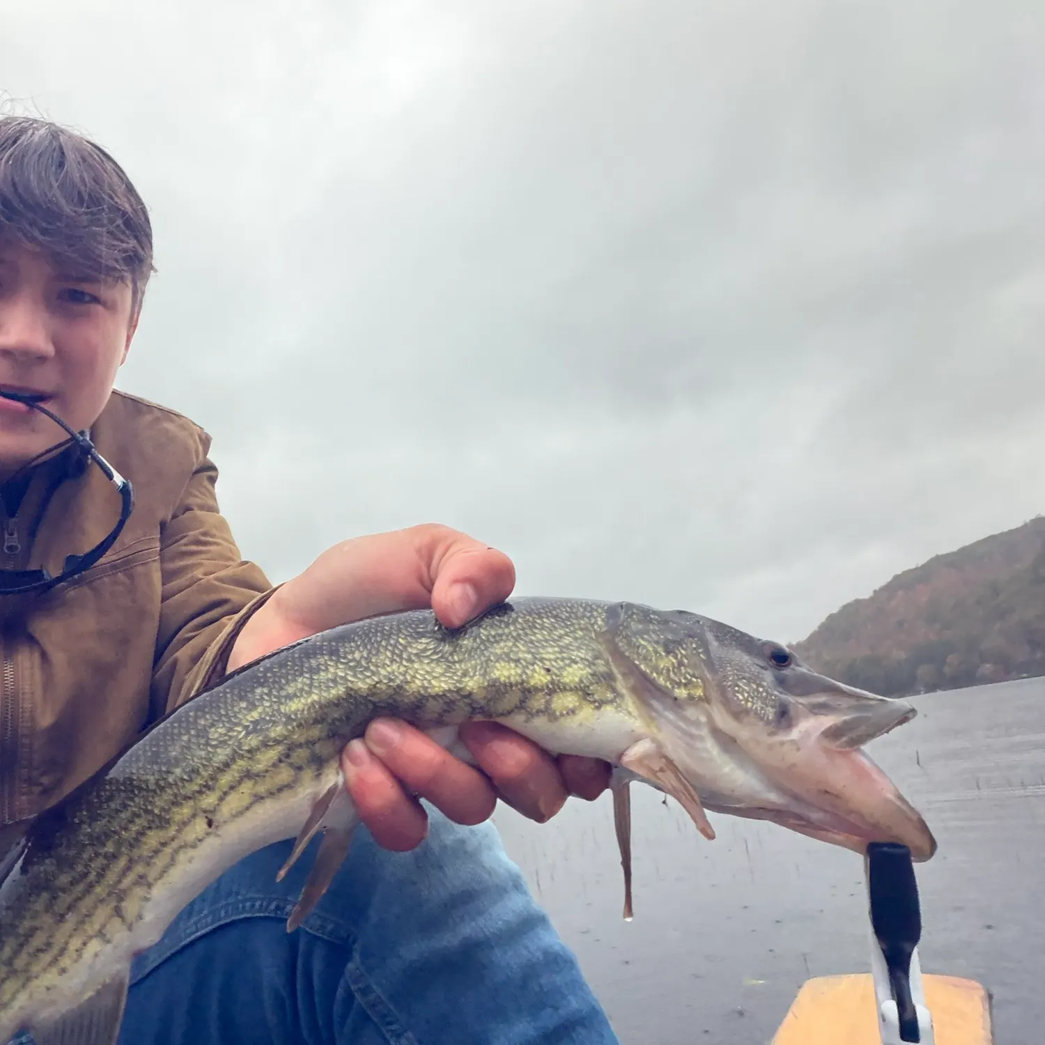 Chain pickerel caught on Fishbrain