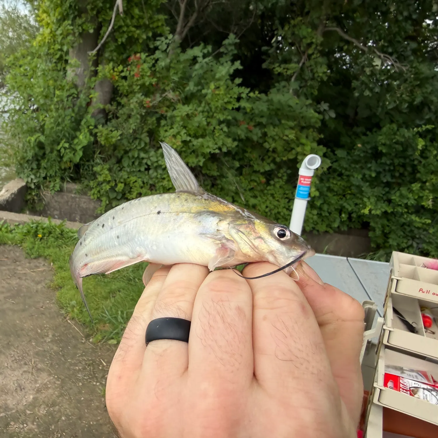 Channel catfish caught on Fishbrain