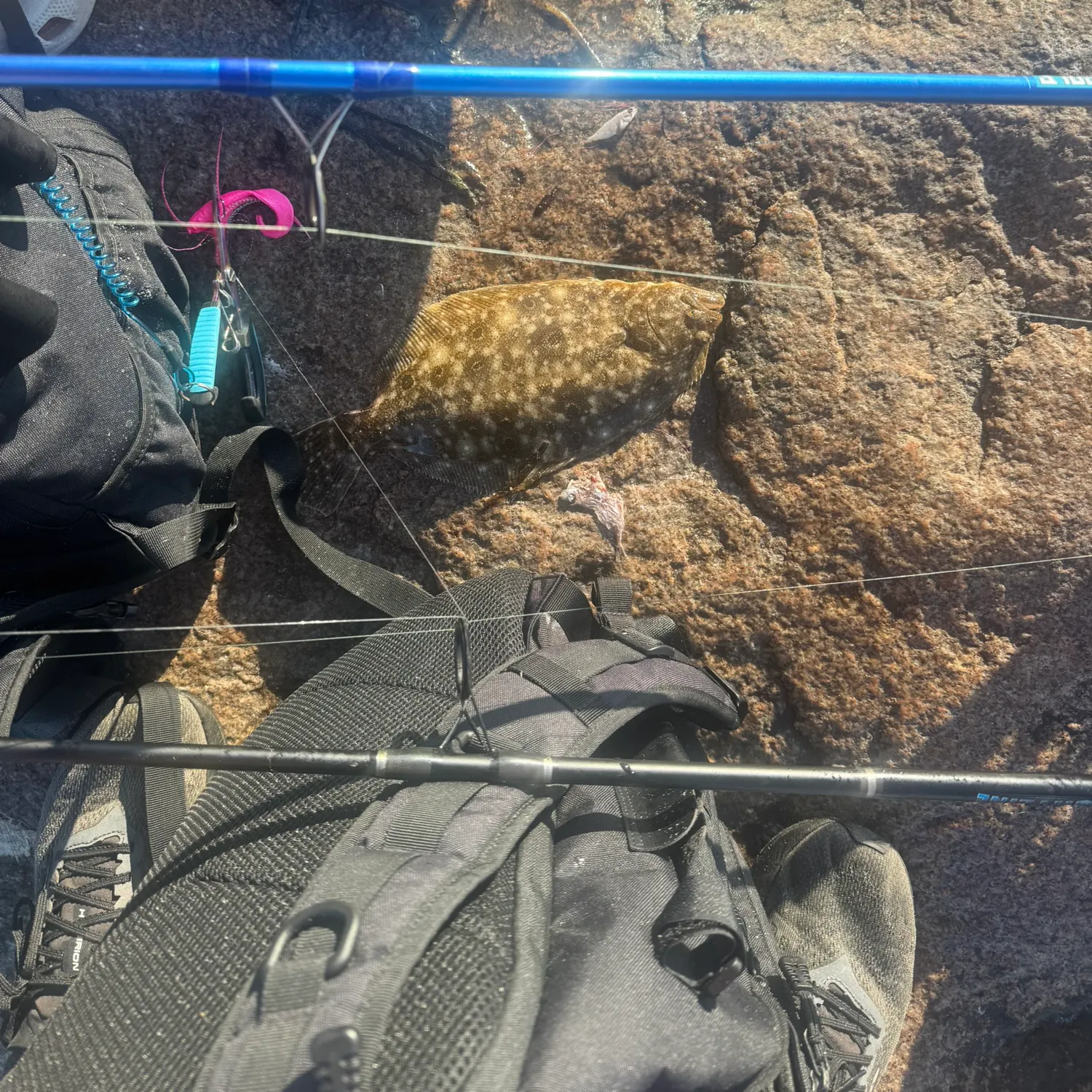 Summer flounder caught on Fishbrain