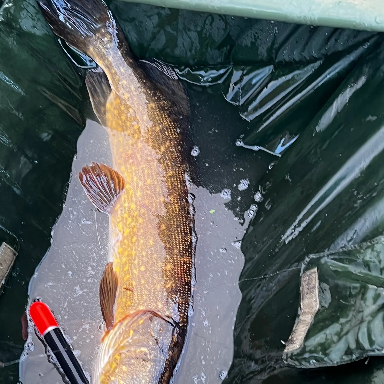 Northern pike caught on Fishbrain