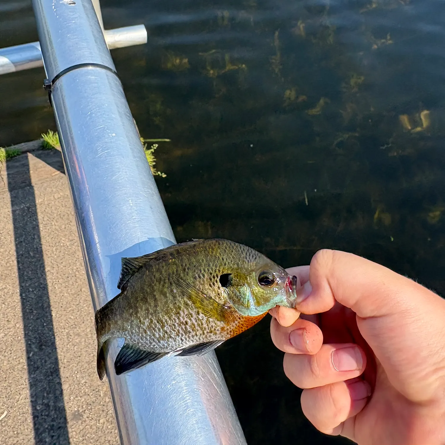 Bluegill caught on Fishbrain