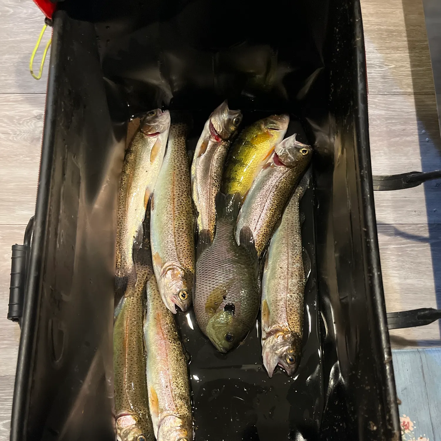 Rainbow trout caught on Fishbrain