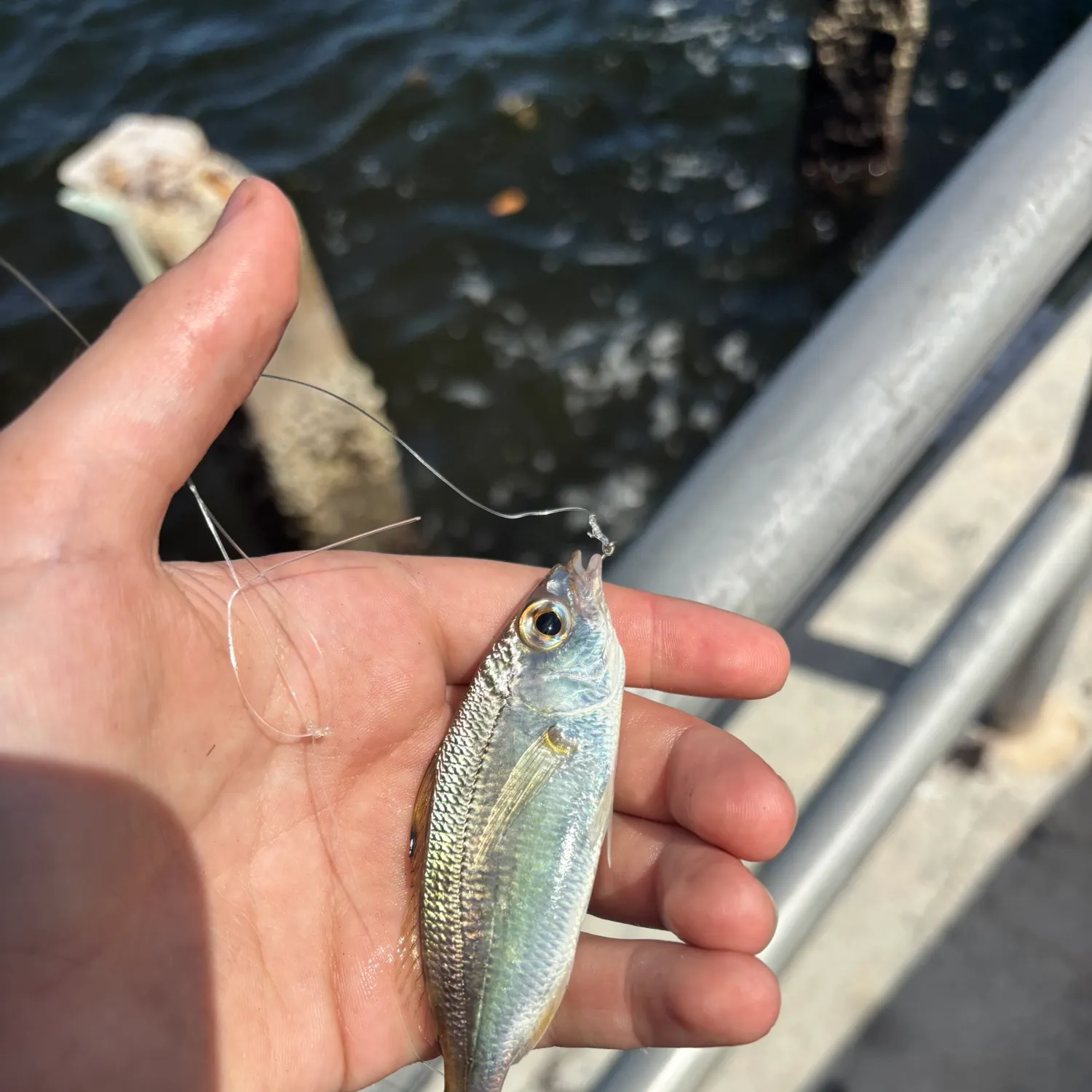 The most recent Scaled herring catches on Fishbrain