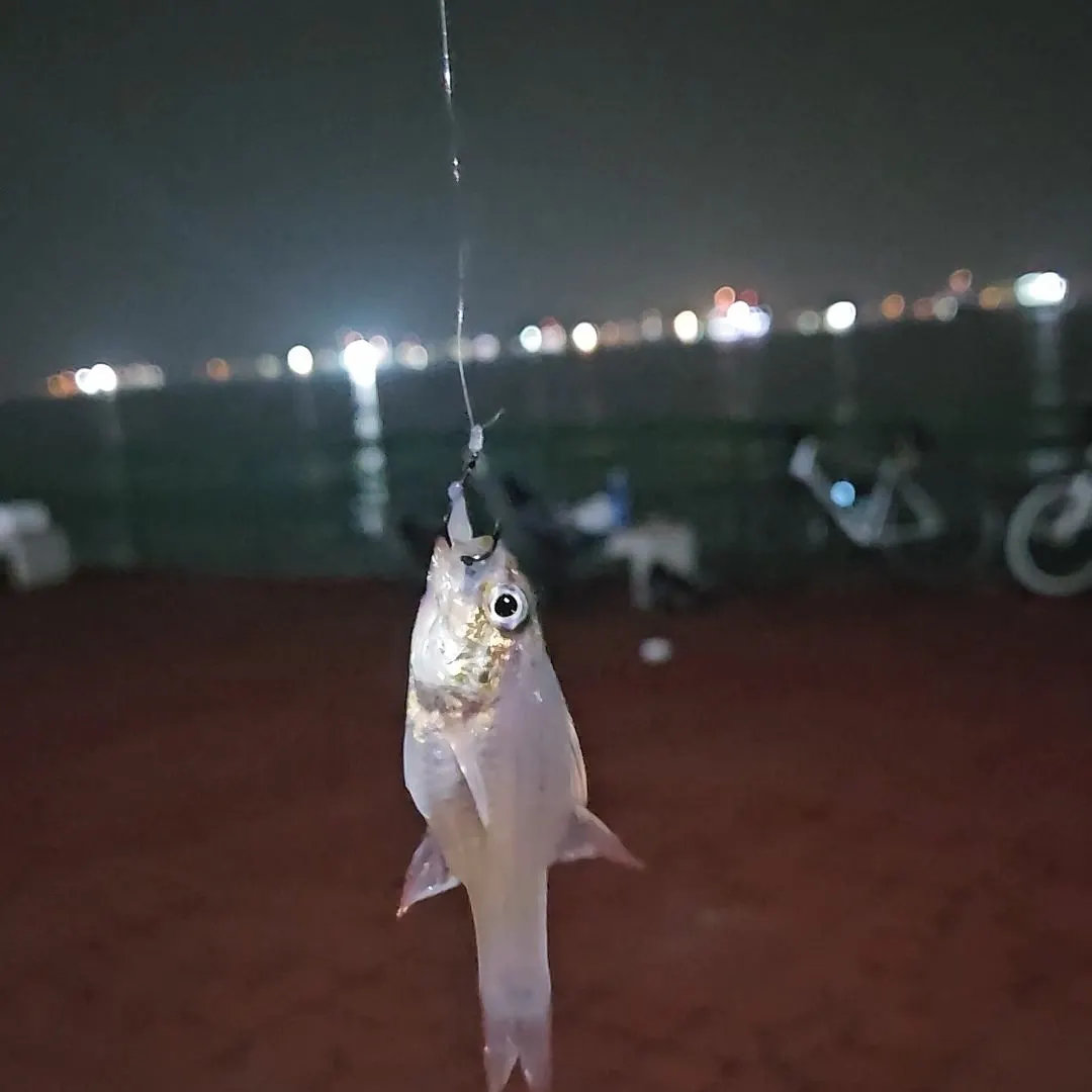 Amboina cardinalfish caught on Fishbrain