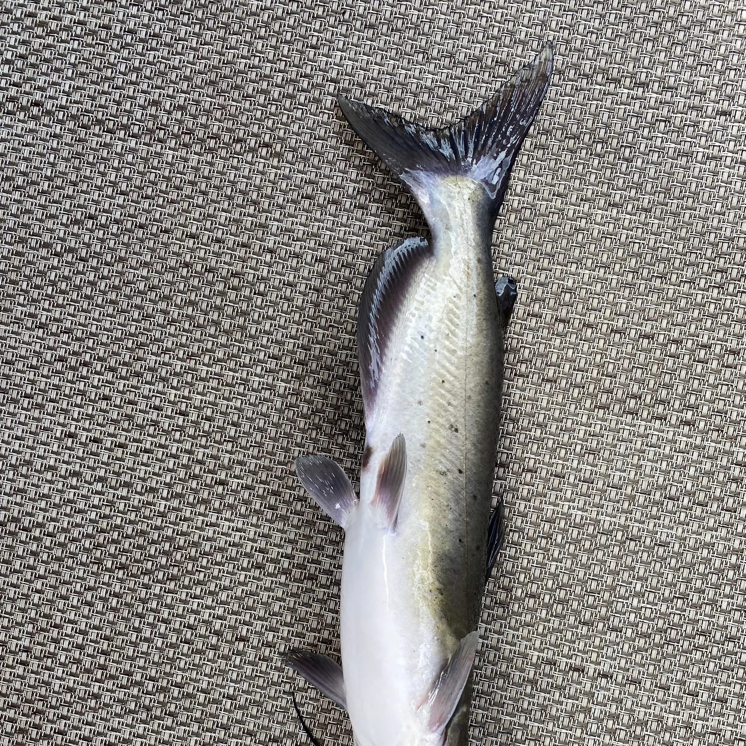 angler catch