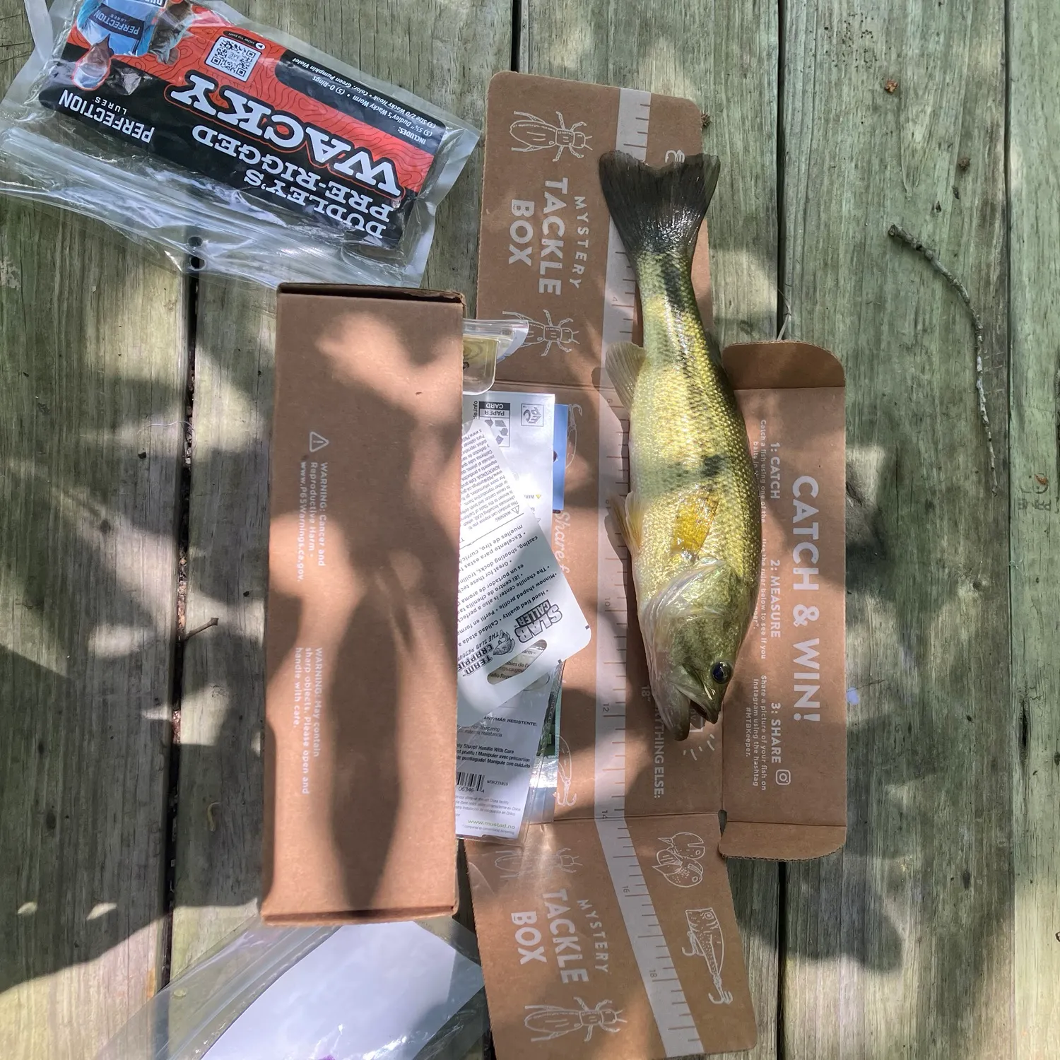 recently logged catches