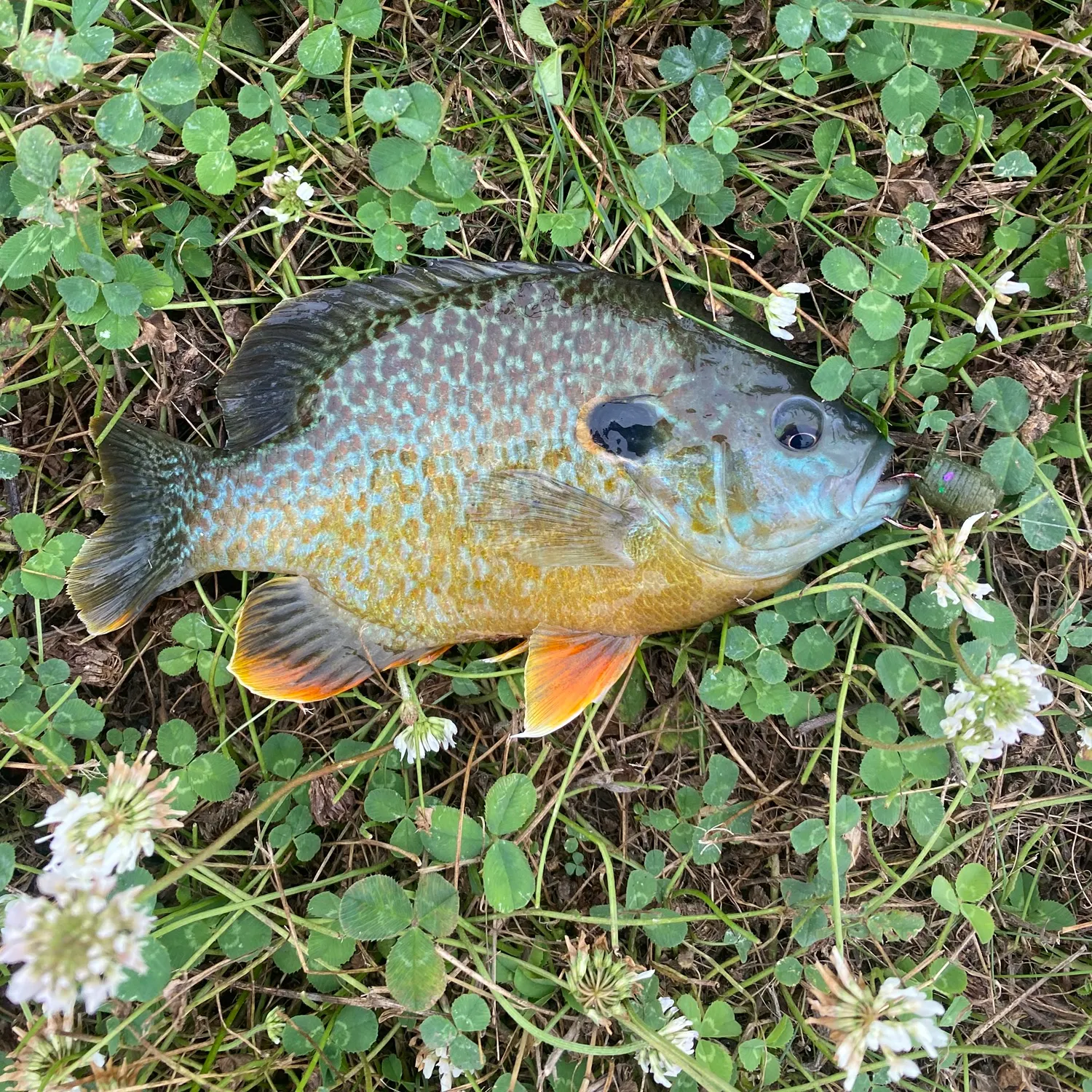 Longear x green sunfish caught on Fishbrain