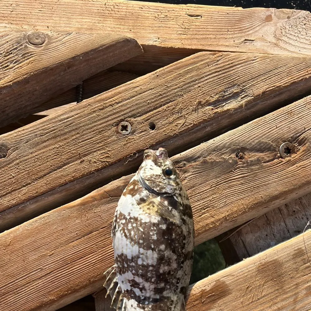 Fish caught on Fishbrain