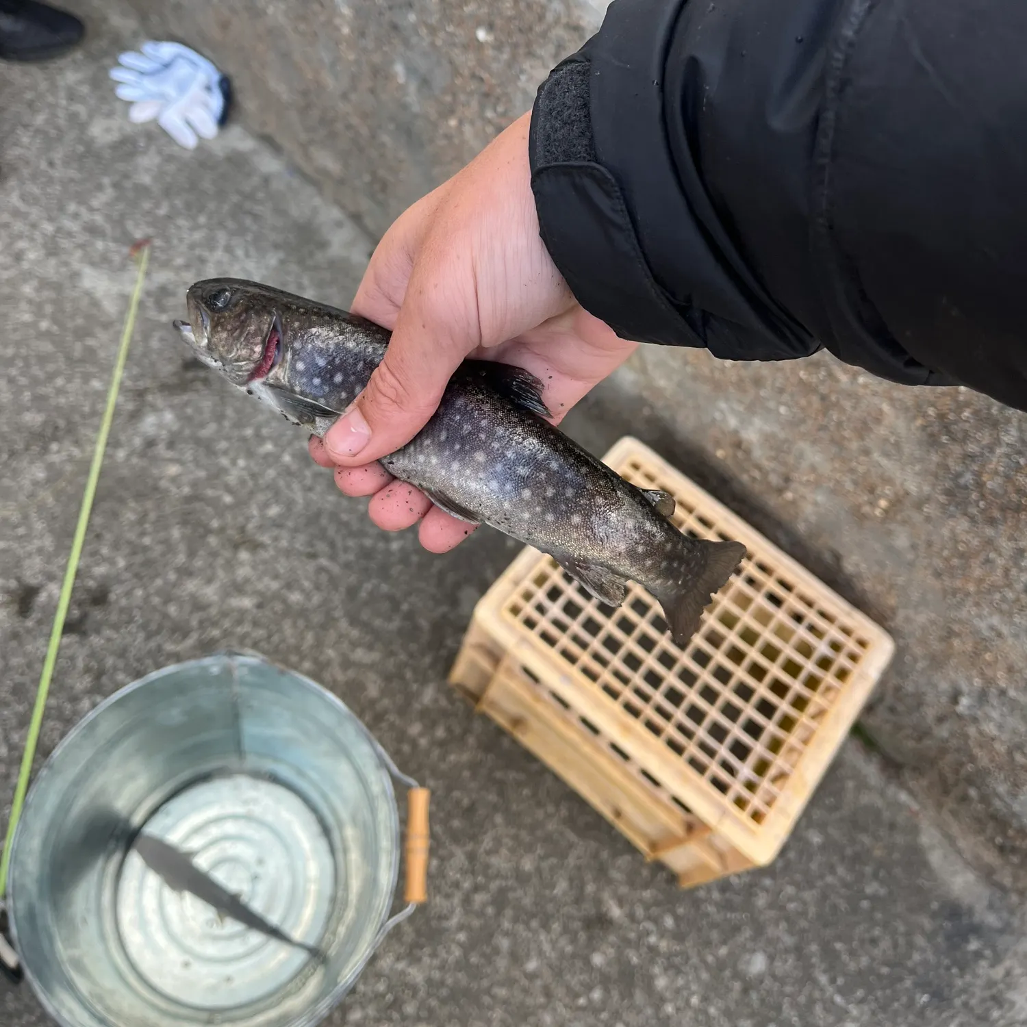 The most recent Whitespotted char catches on Fishbrain