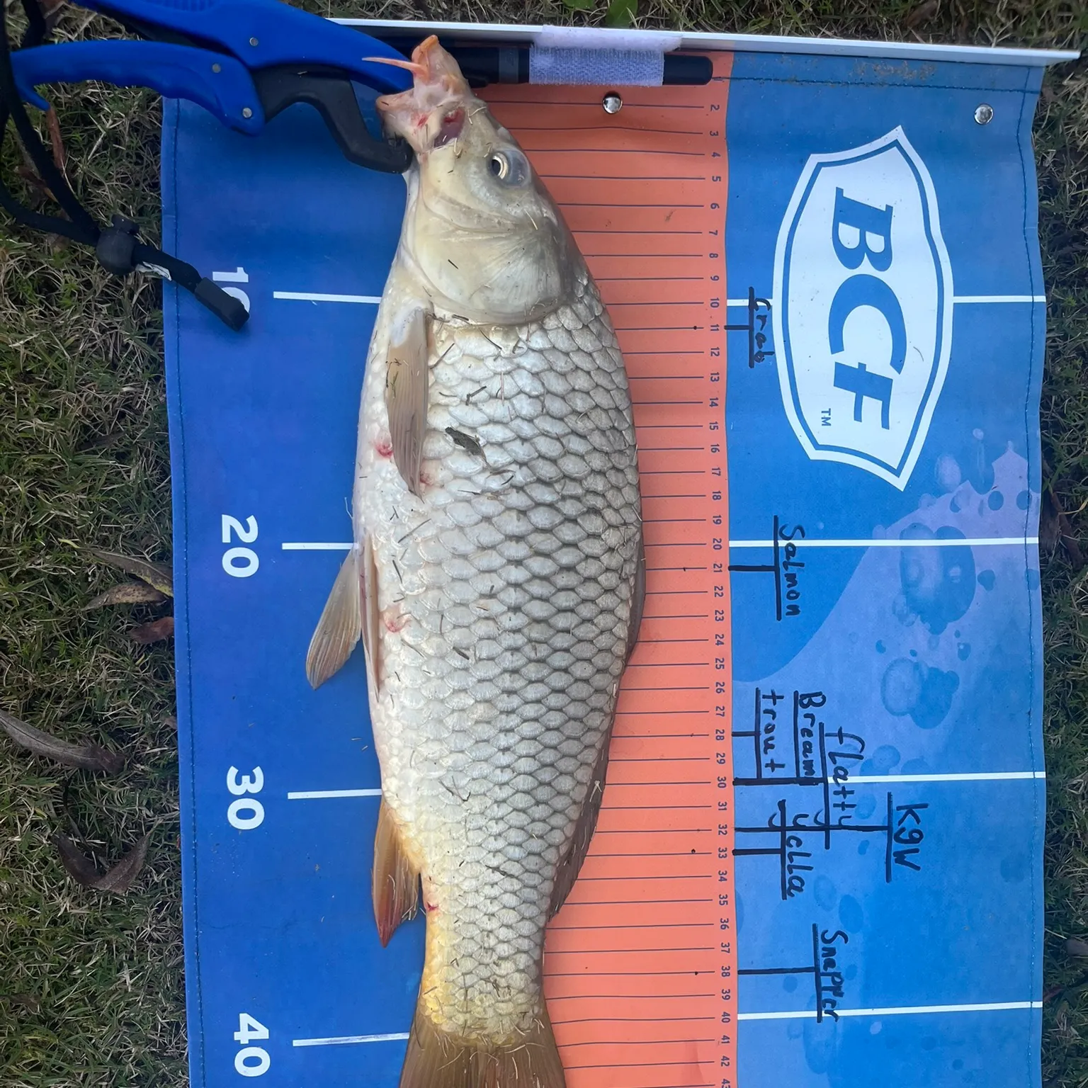 recently logged catches
