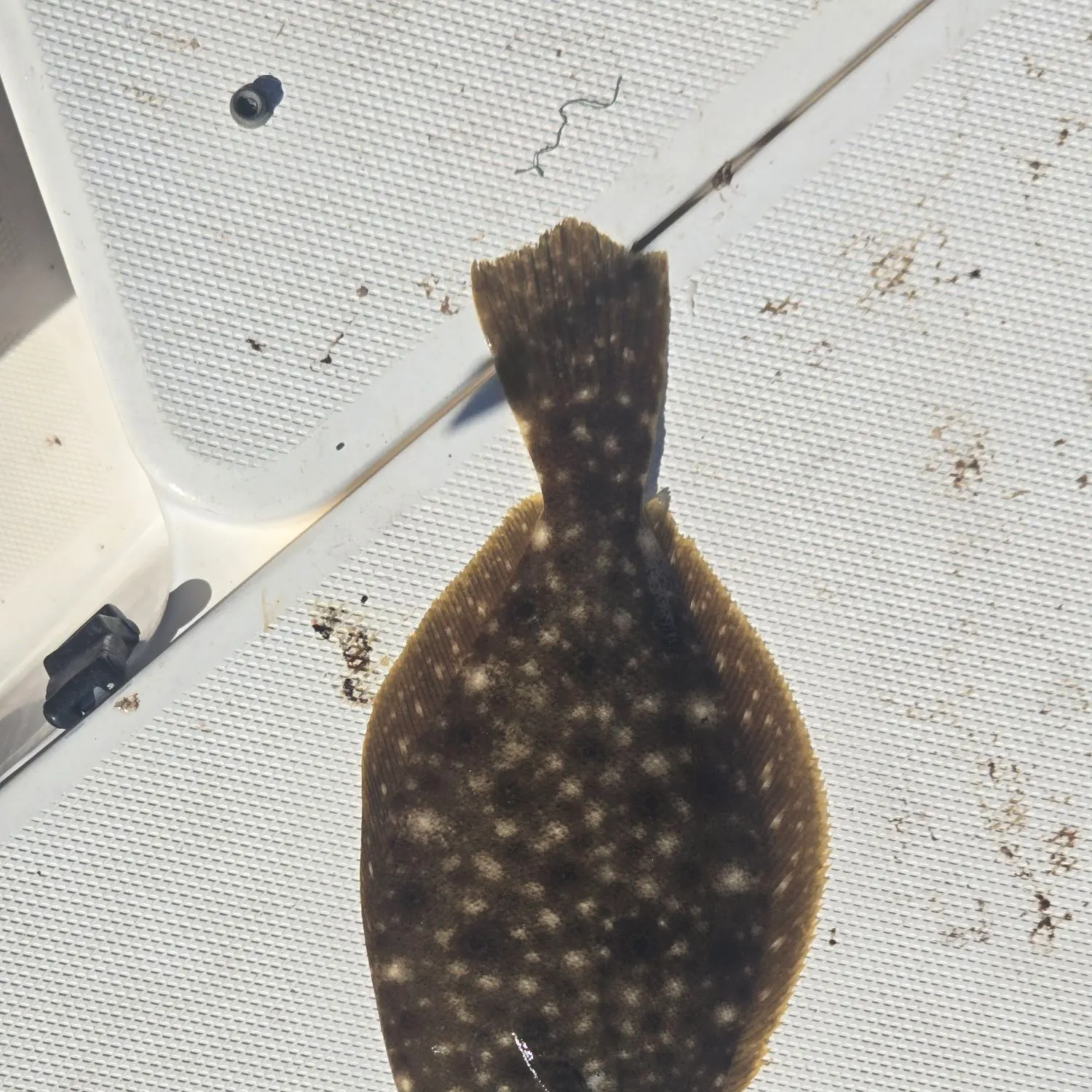 Summer flounder caught on Fishbrain