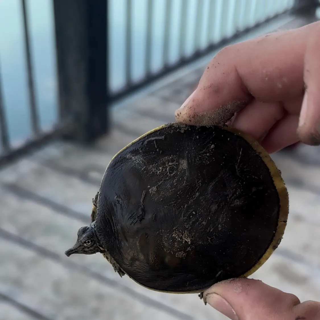 The most recent Spiny softshell turtle catches on Fishbrain