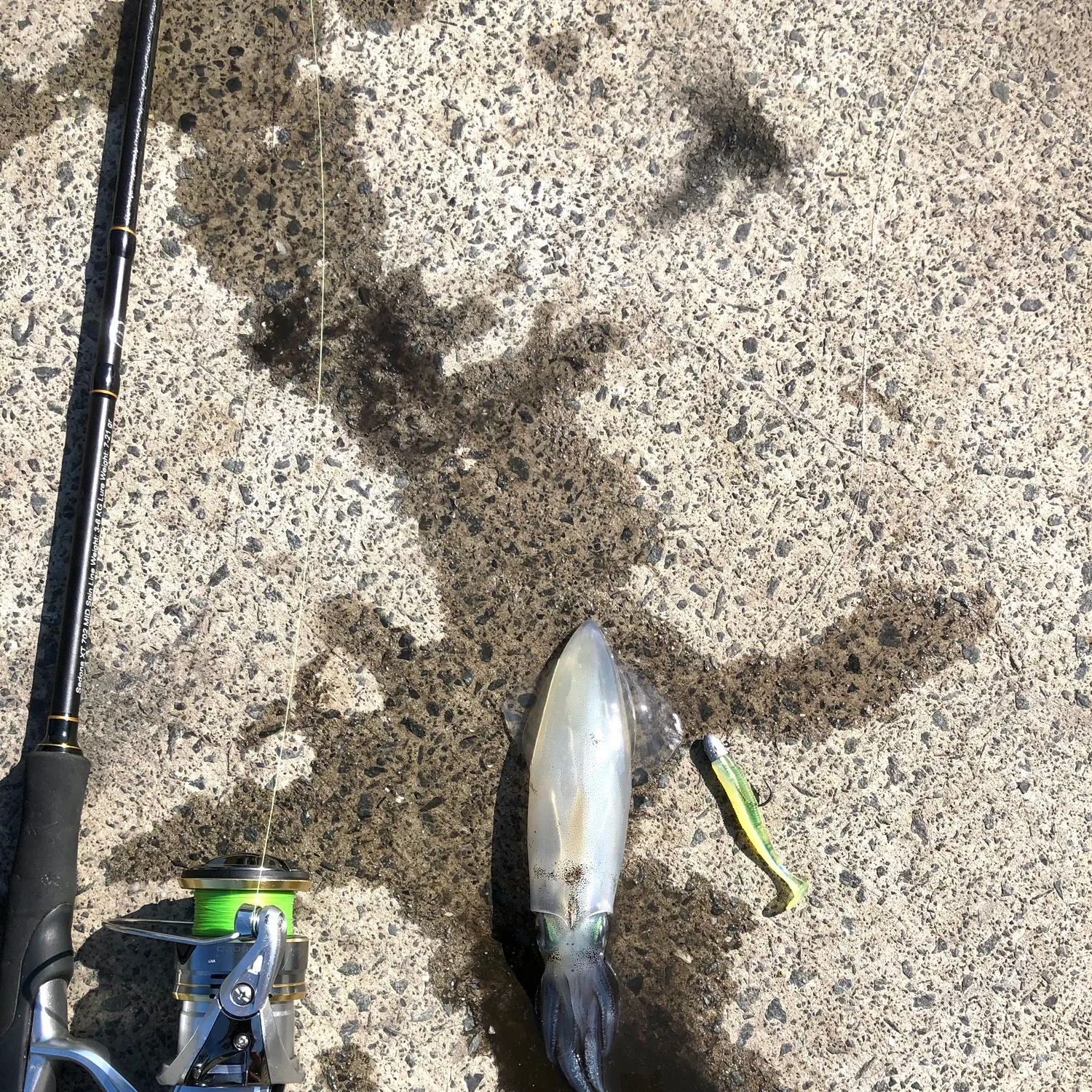 The most recent Gould's squid catches on Fishbrain