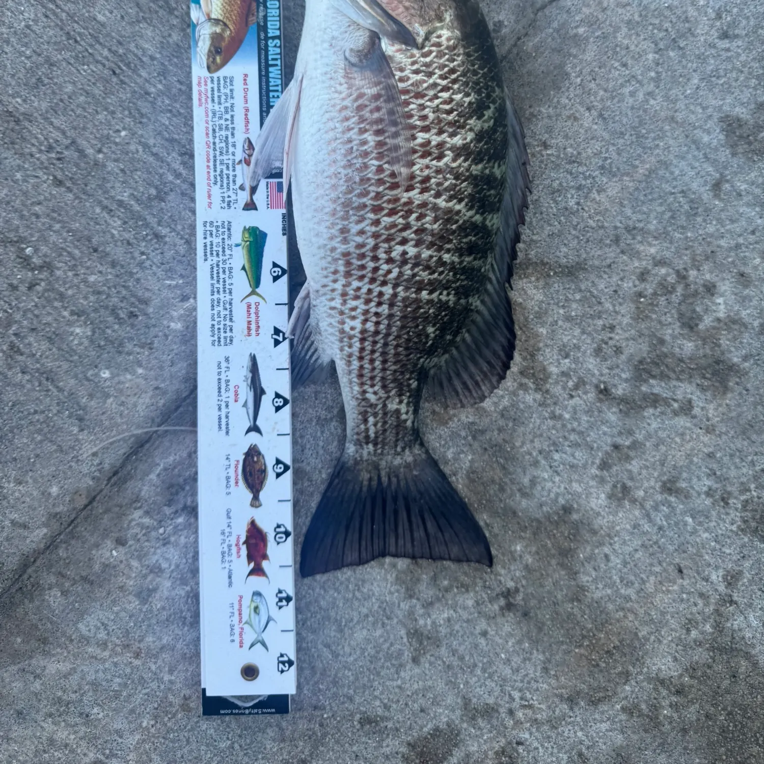 Mangrove snapper caught on Fishbrain