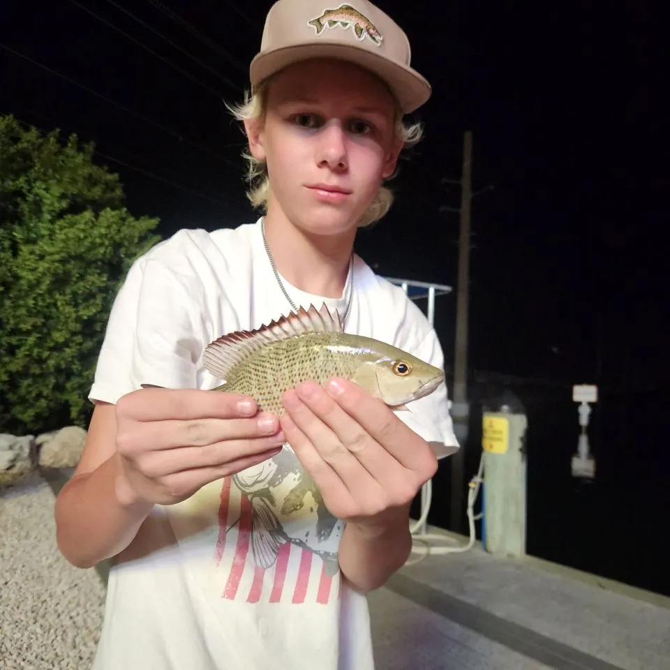 The most recent Mangrove snapper catches on Fishbrain