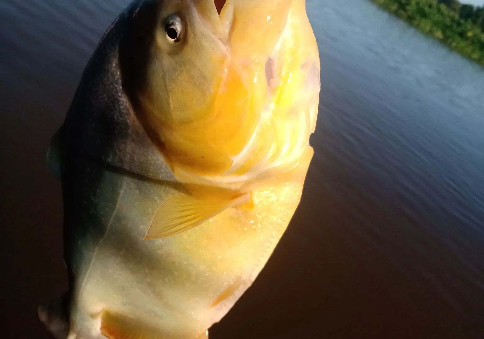 Red-bellied piranha