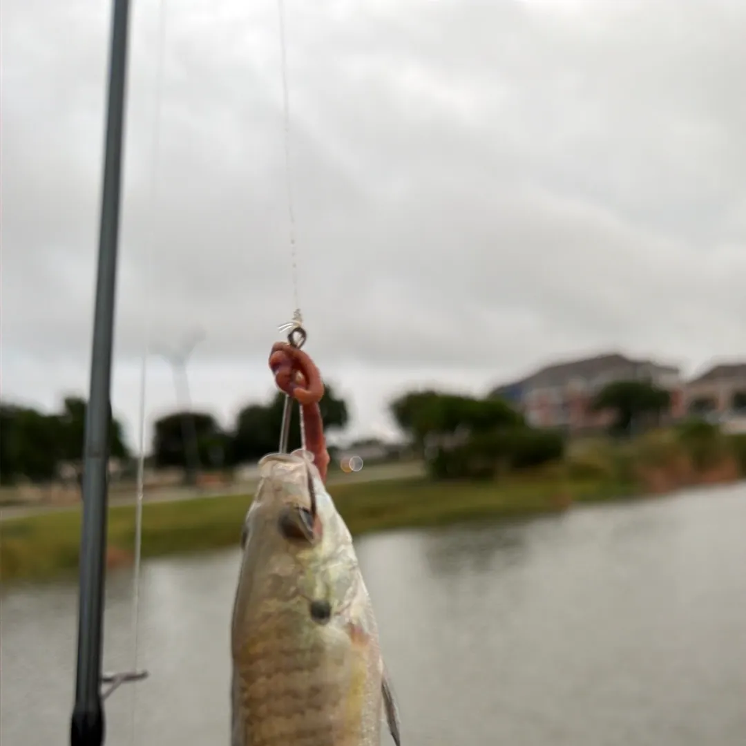 Spotted bass caught on Fishbrain