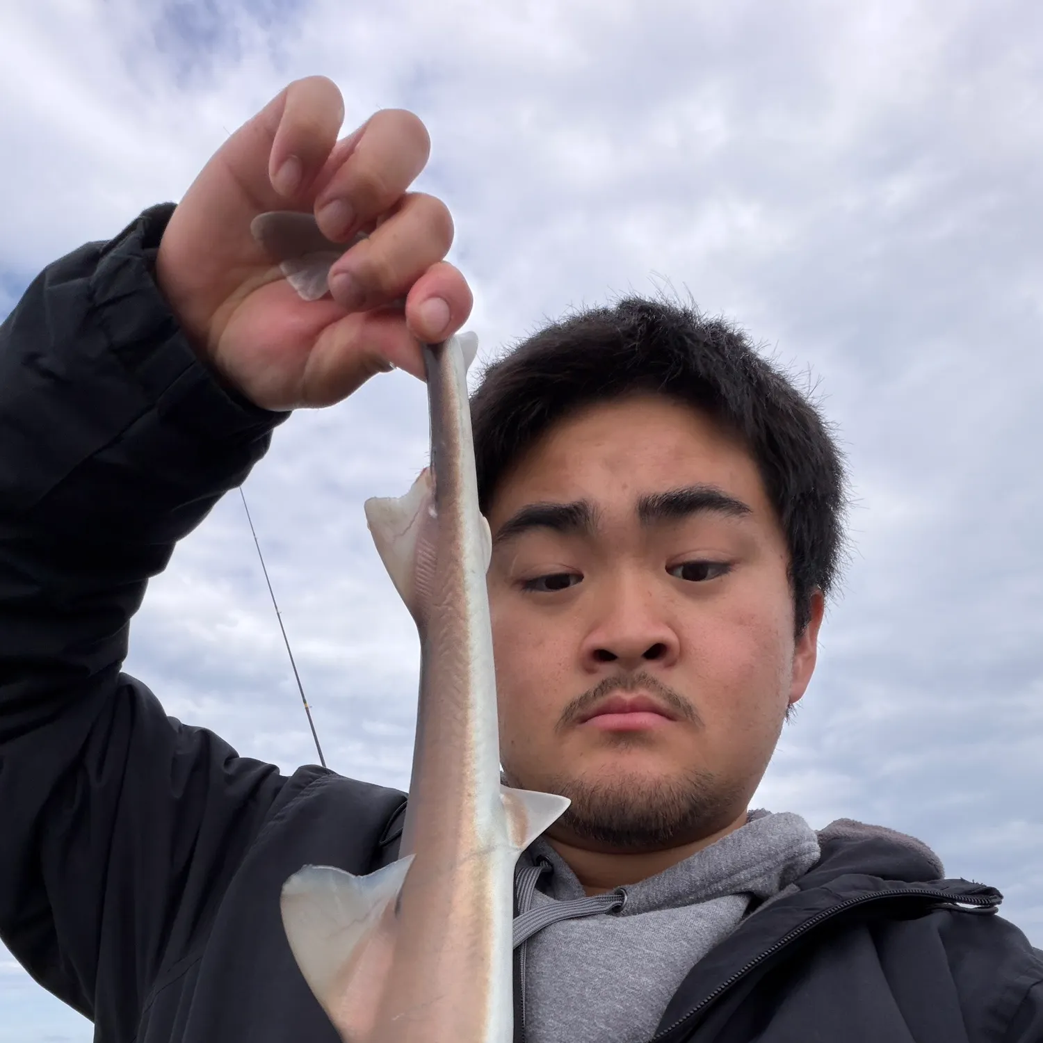 The most recent Grey smooth-hound catches on Fishbrain
