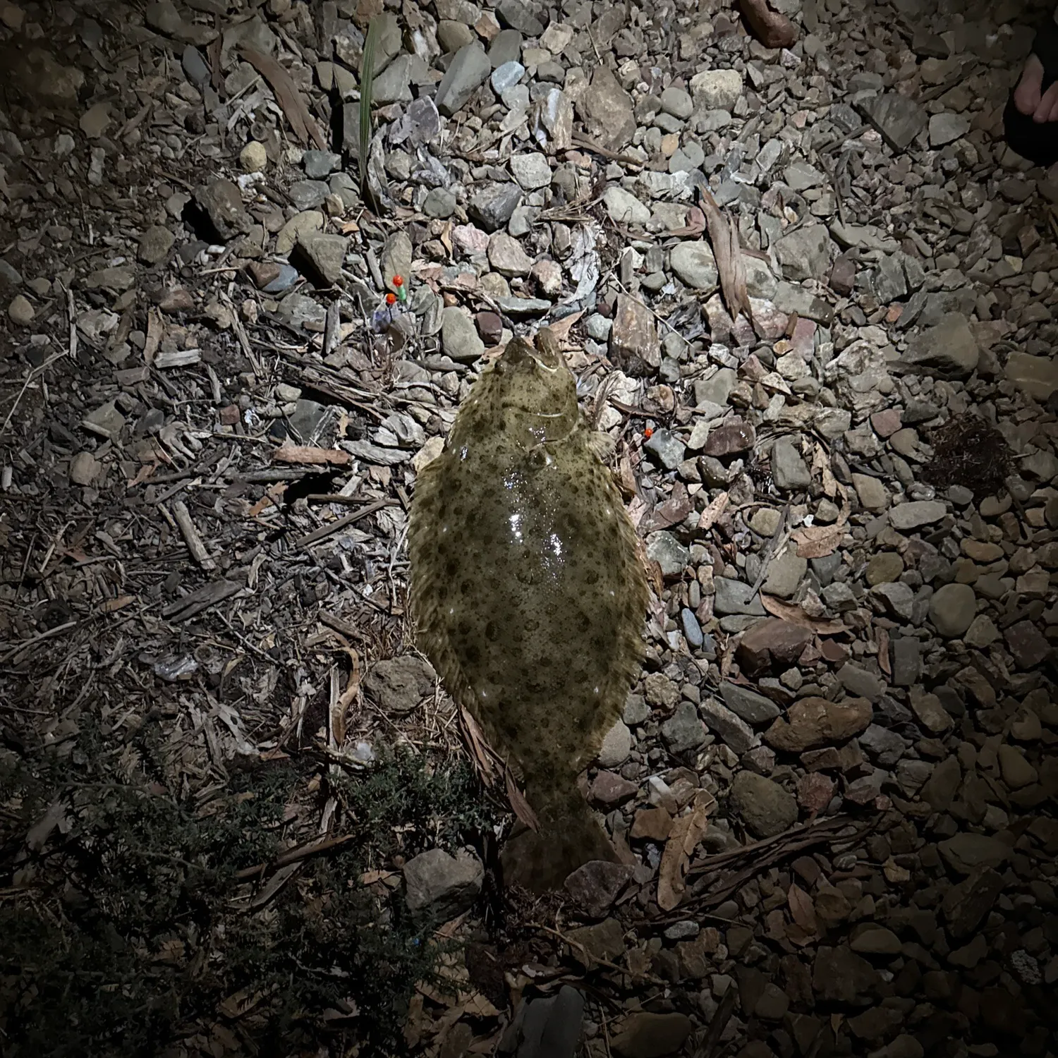 California halibut caught on Fishbrain