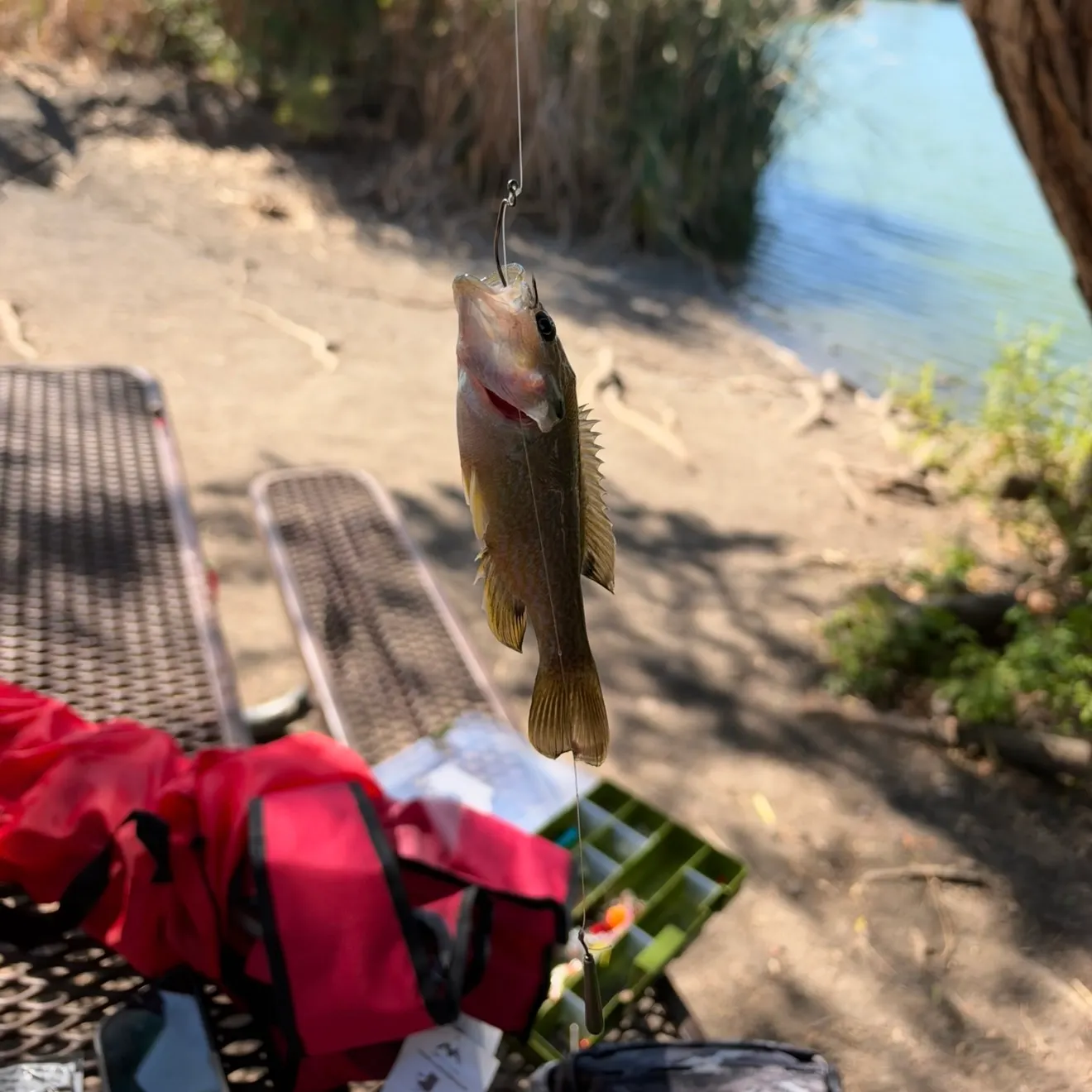 Green sunfish caught on Fishbrain