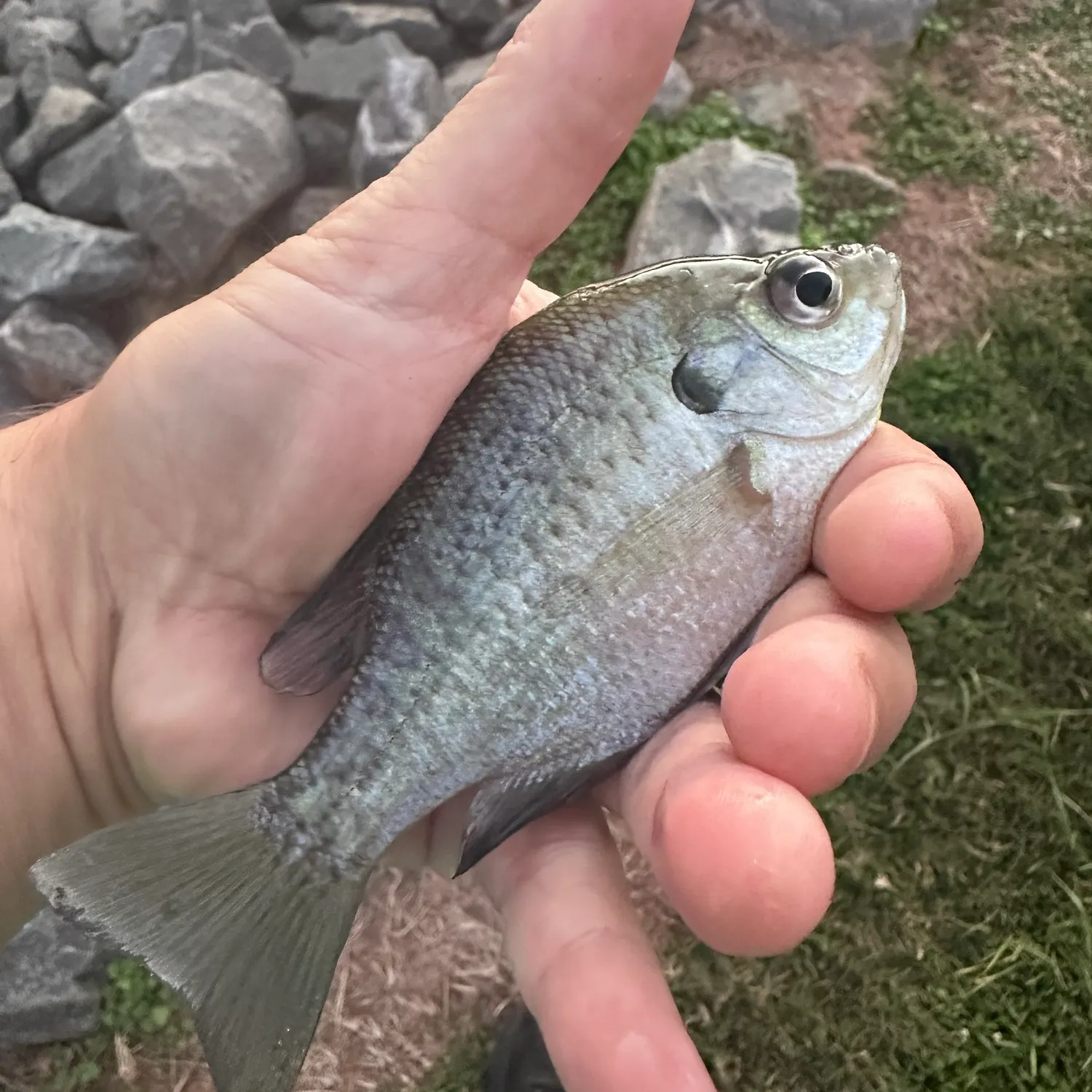 Fish caught on Fishbrain