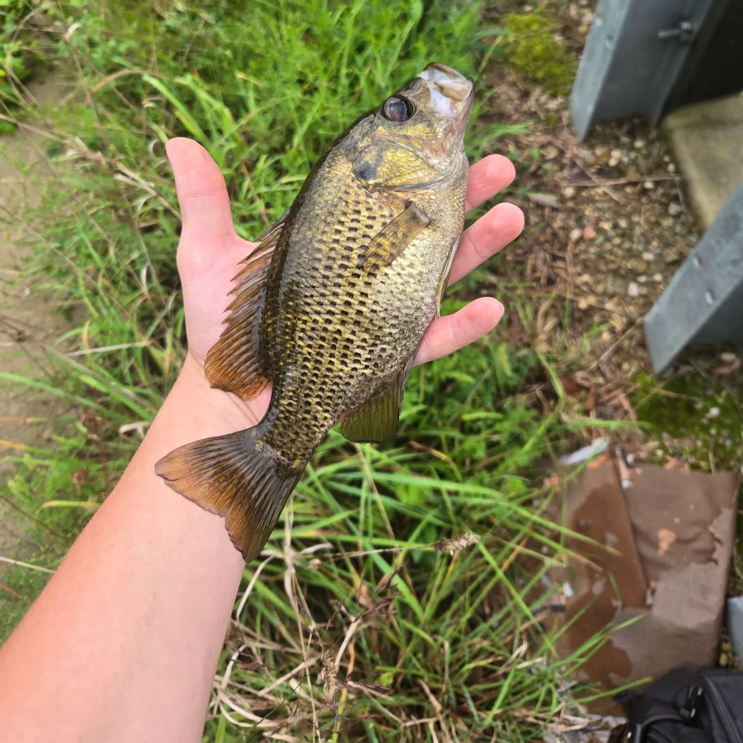 Rock bass caught on Fishbrain