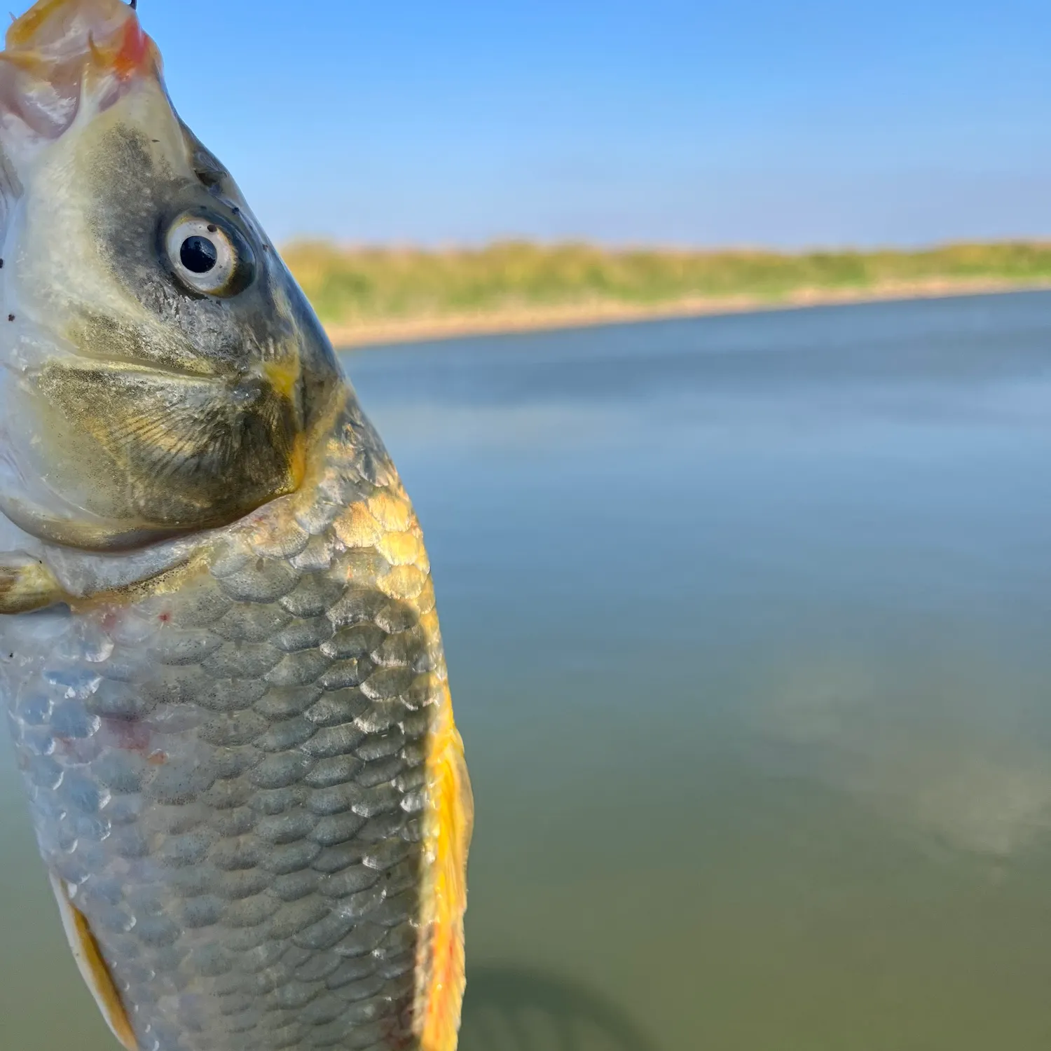 Fish caught on Fishbrain