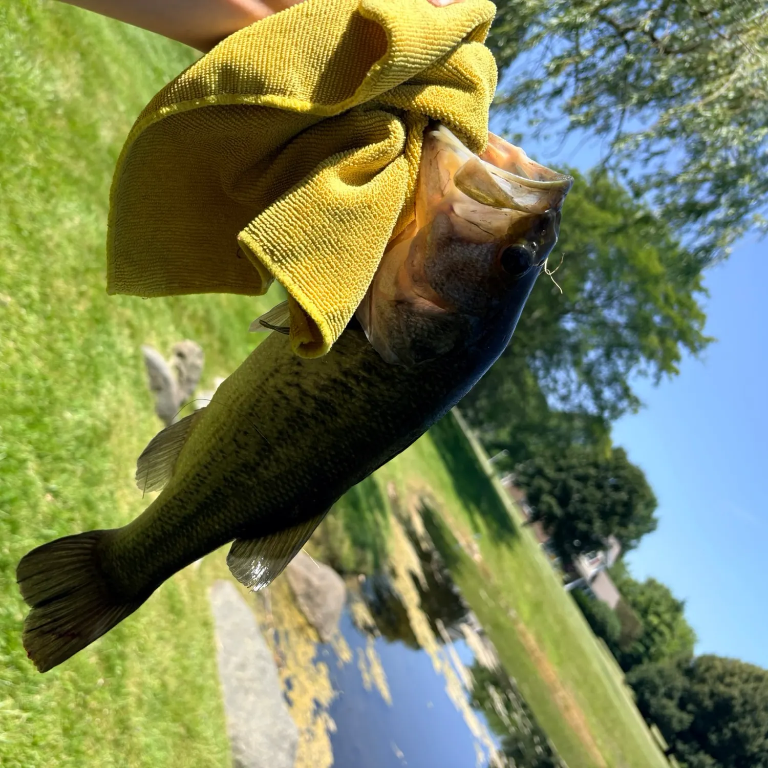 catch