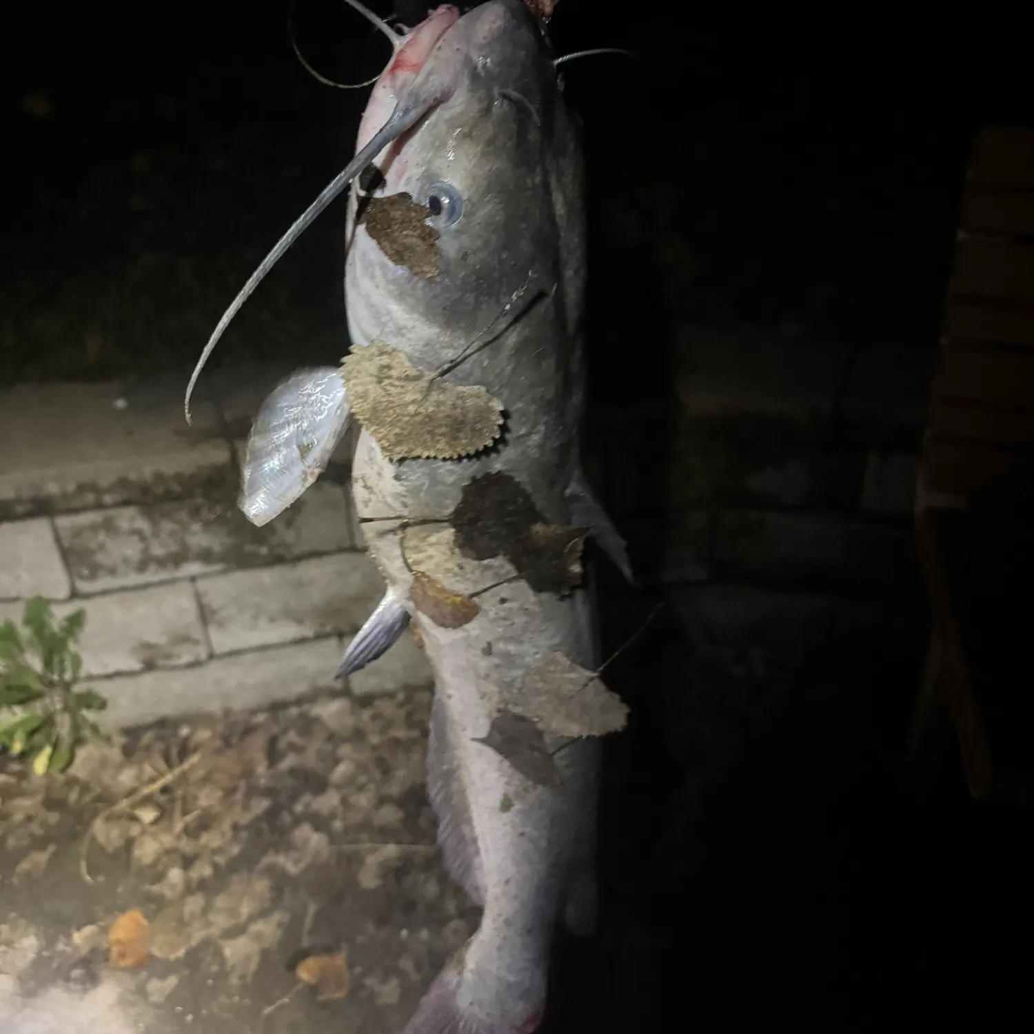 Blue catfish caught on Fishbrain