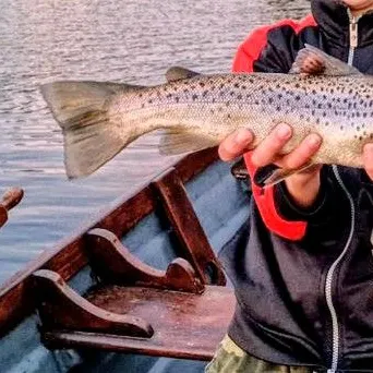 Brown trout caught on Fishbrain