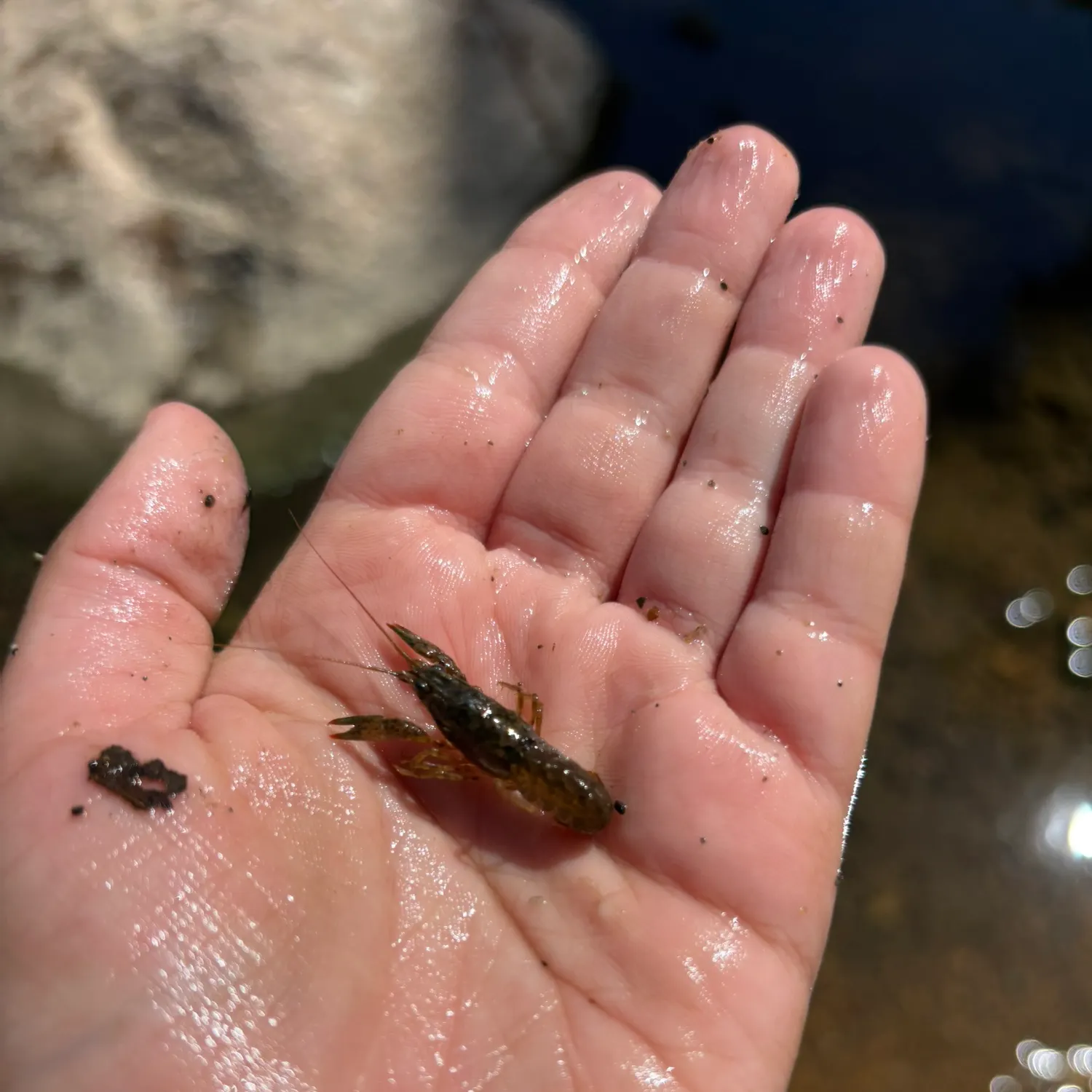 The most recent White River crayfish catches on Fishbrain